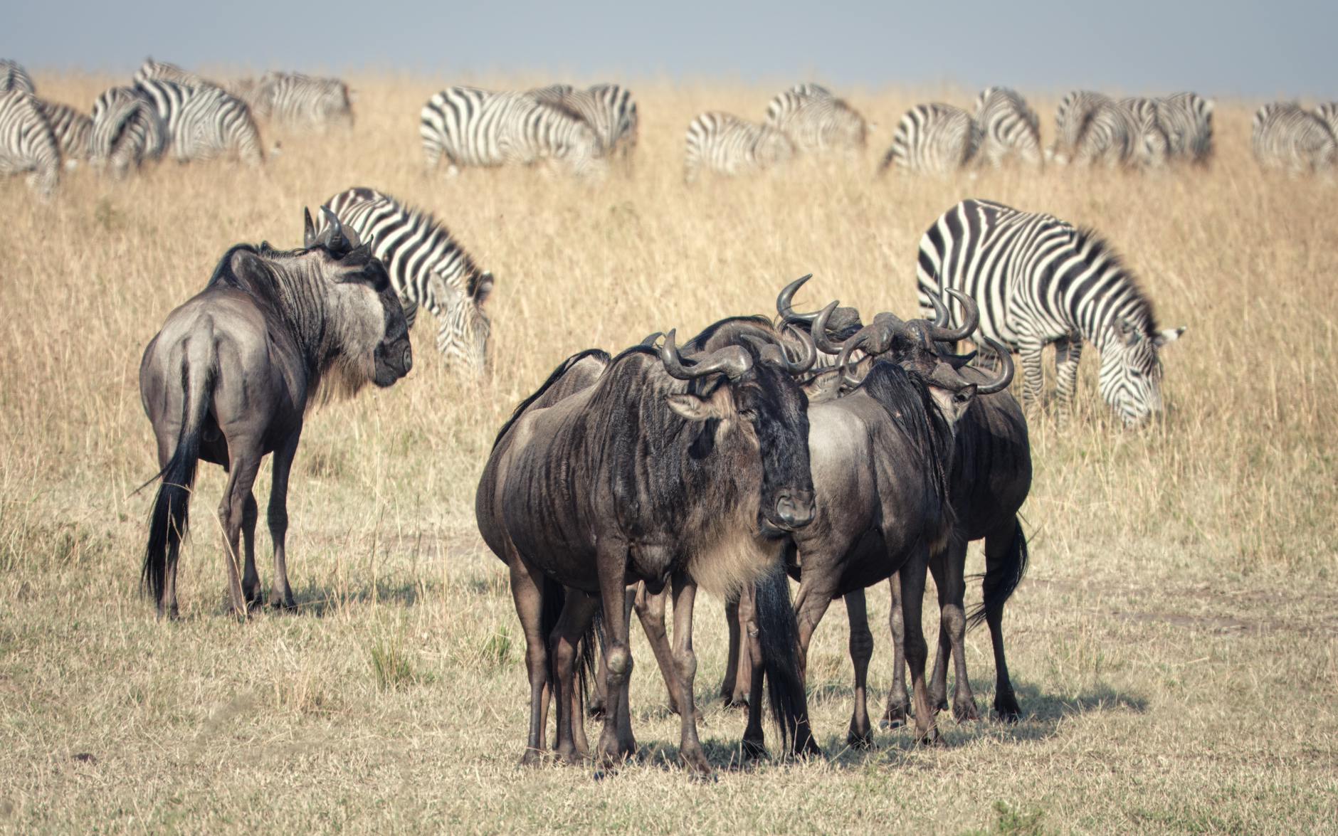 Kenya wildlife safari multiple destinations