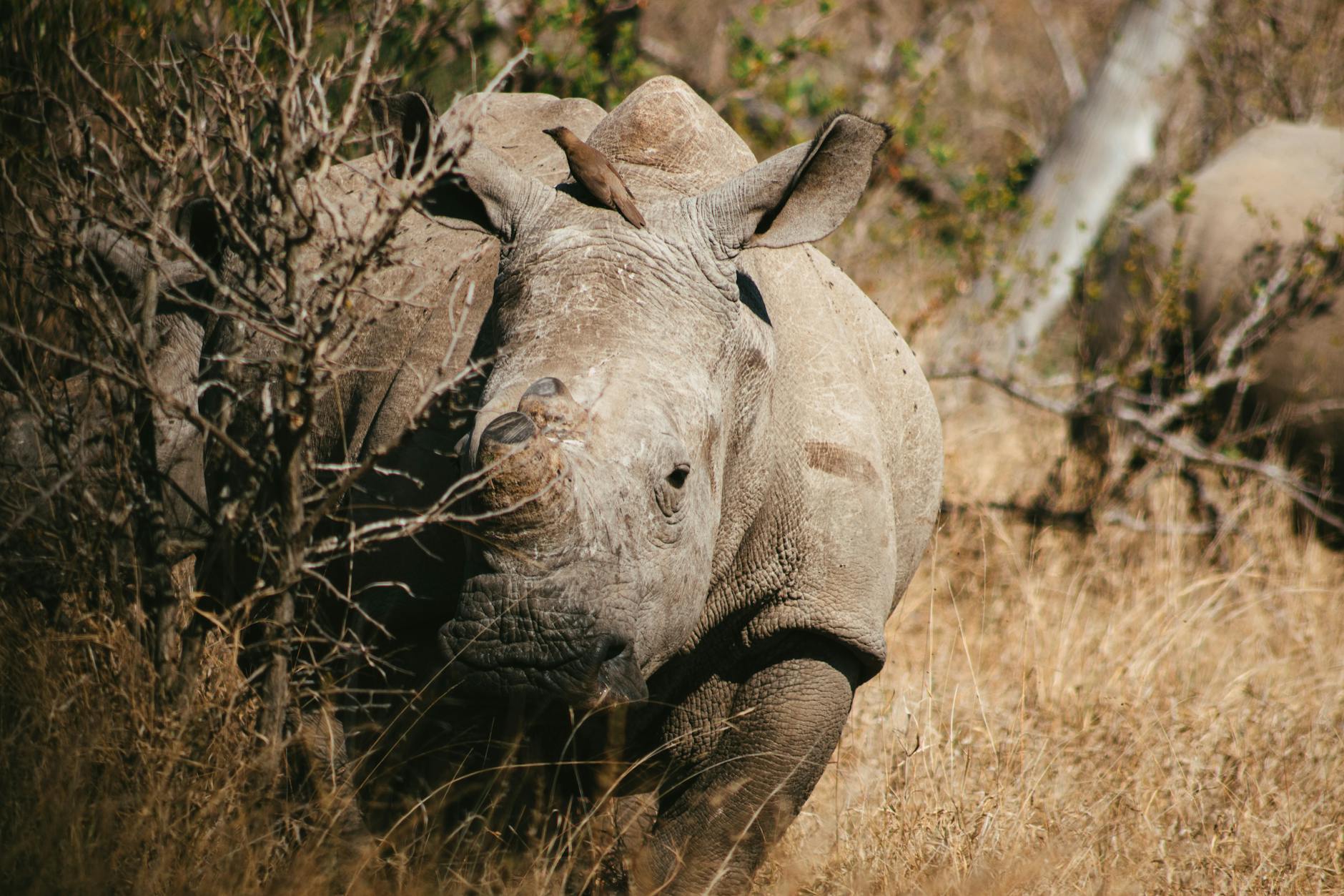 Visitor experience Najin Fatu northern white rhino