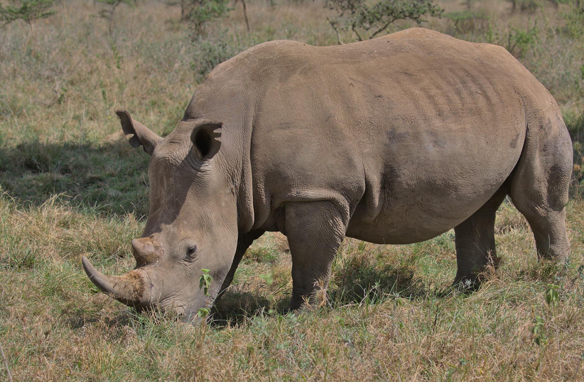 White rhino conservation Kenya BioRescue program