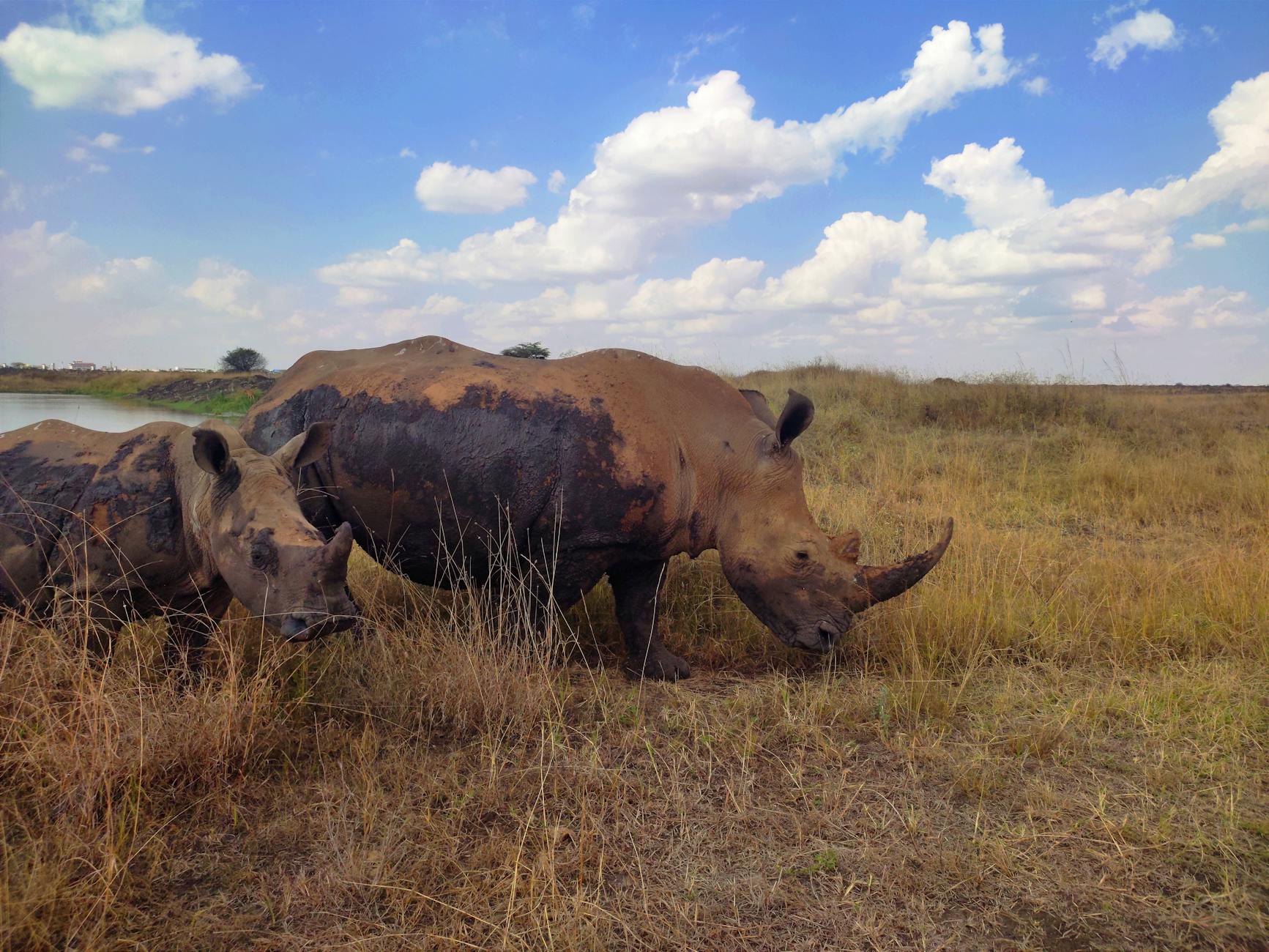 Black rhino Borana Lewa landscape Kenya