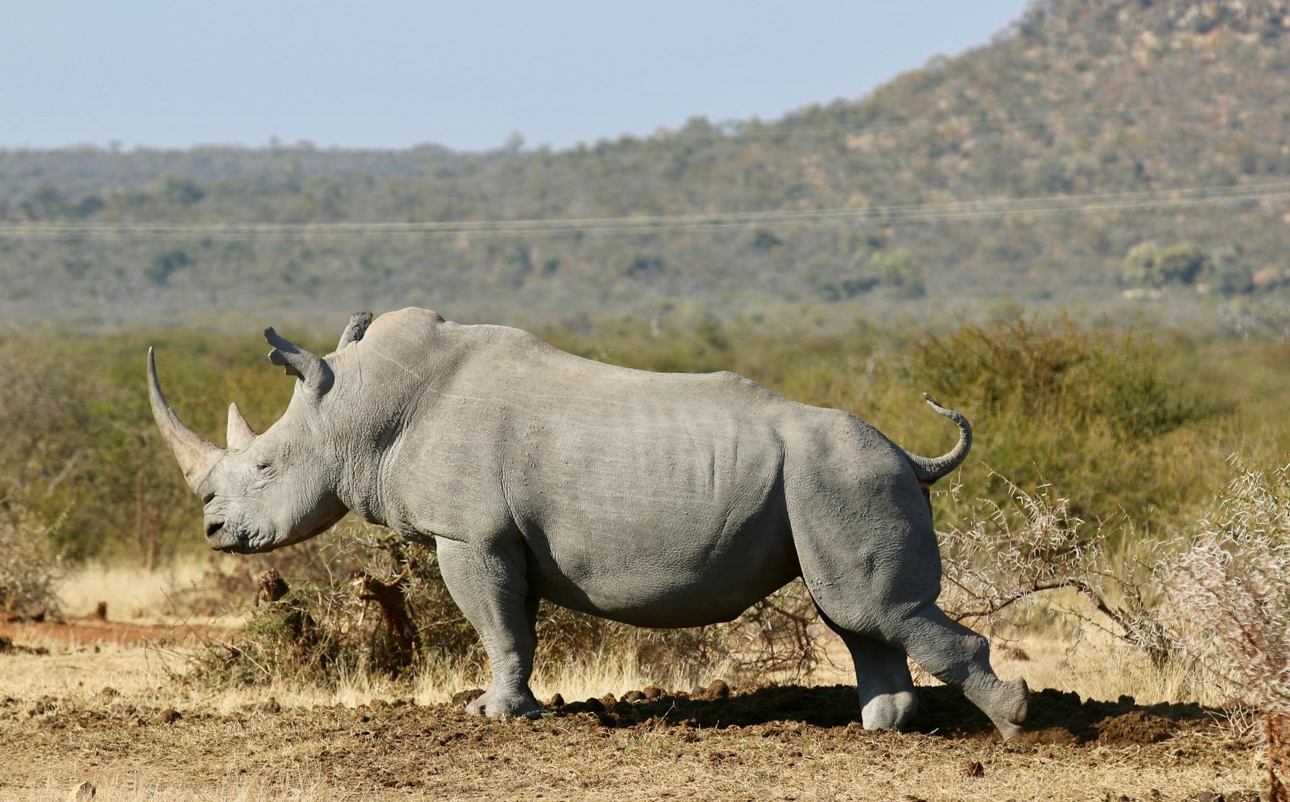Solio rhino conservation sanctuary Kenya