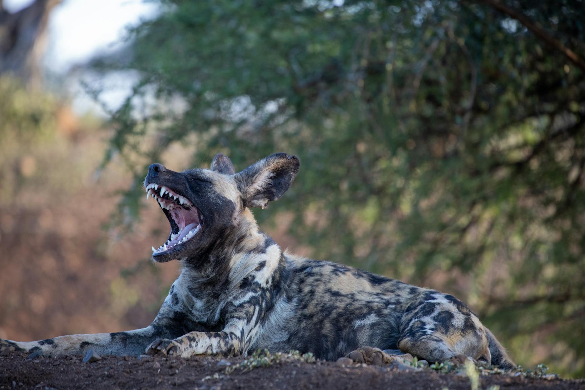 Mugie Conservancy: Laikipia’s Emerging Safari Gem