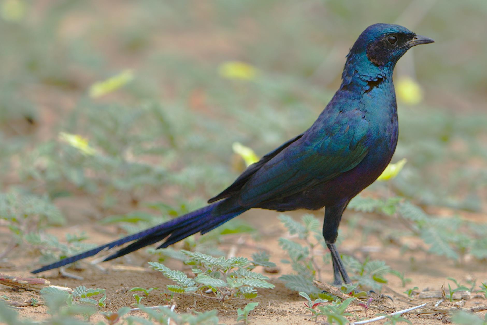 A jewel-like starling of Laikipia's dry country