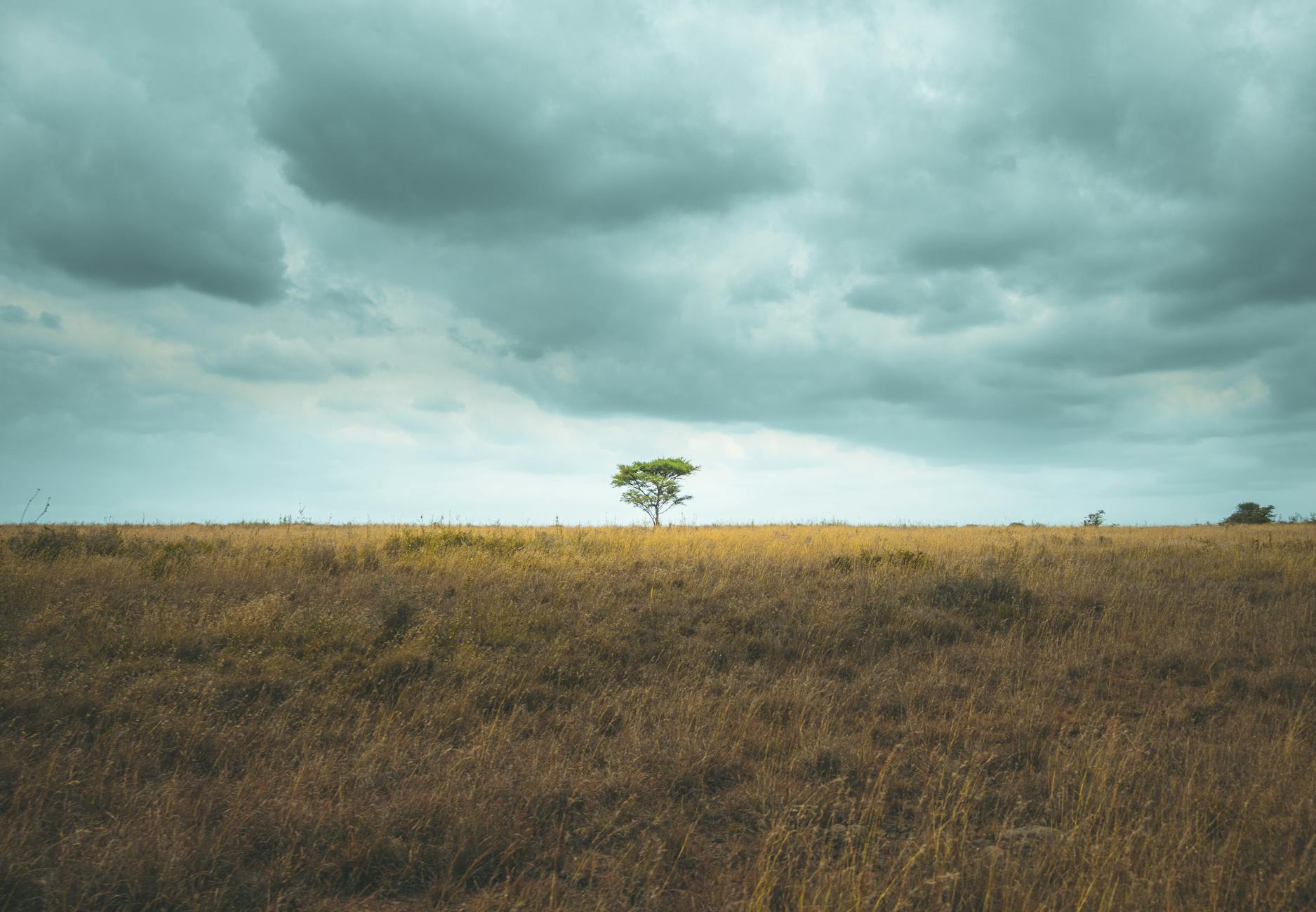 Green-season Laikipia, the cheapest time to visit
