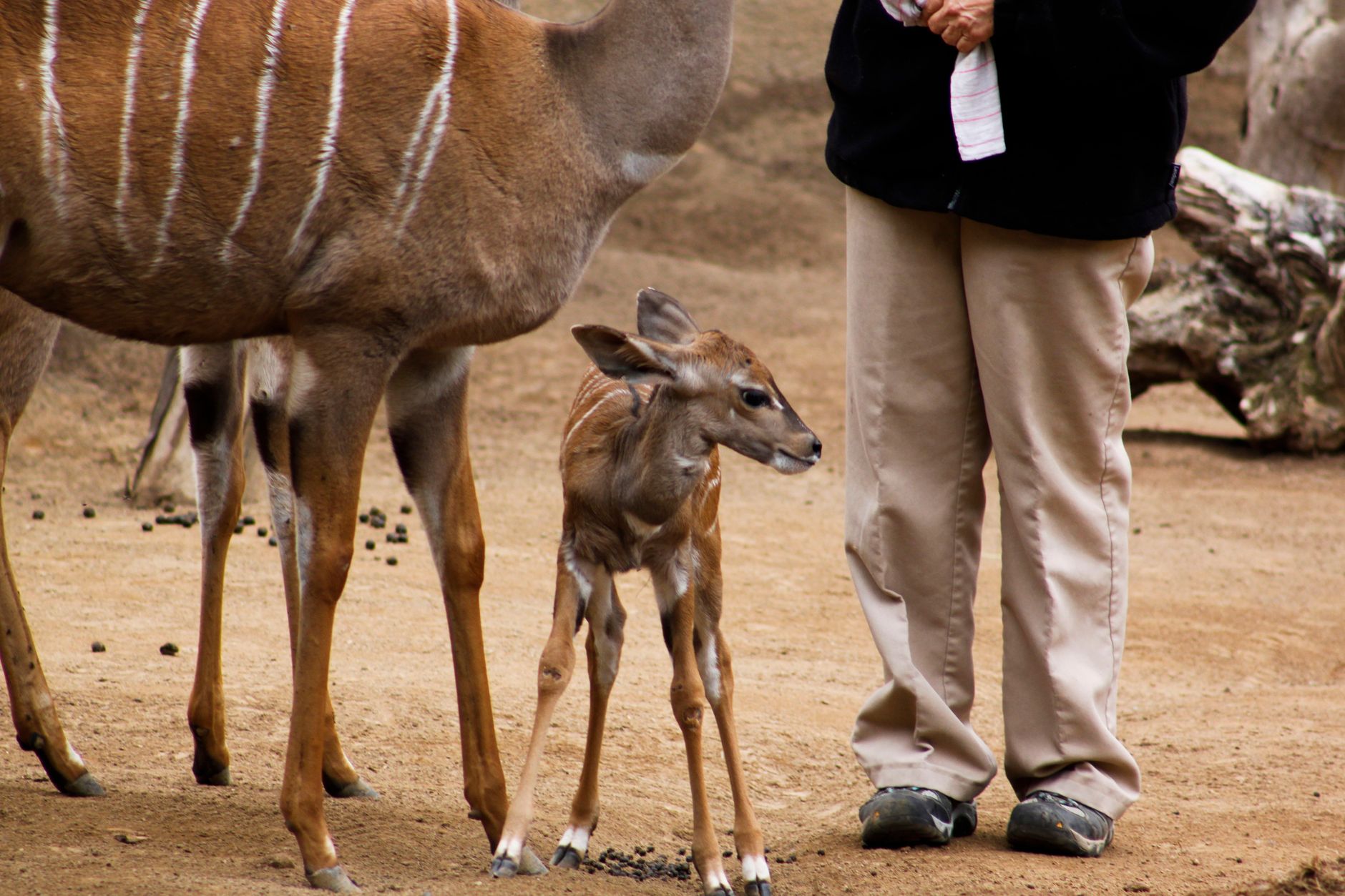 Newborn wildlife on the plains during the green season