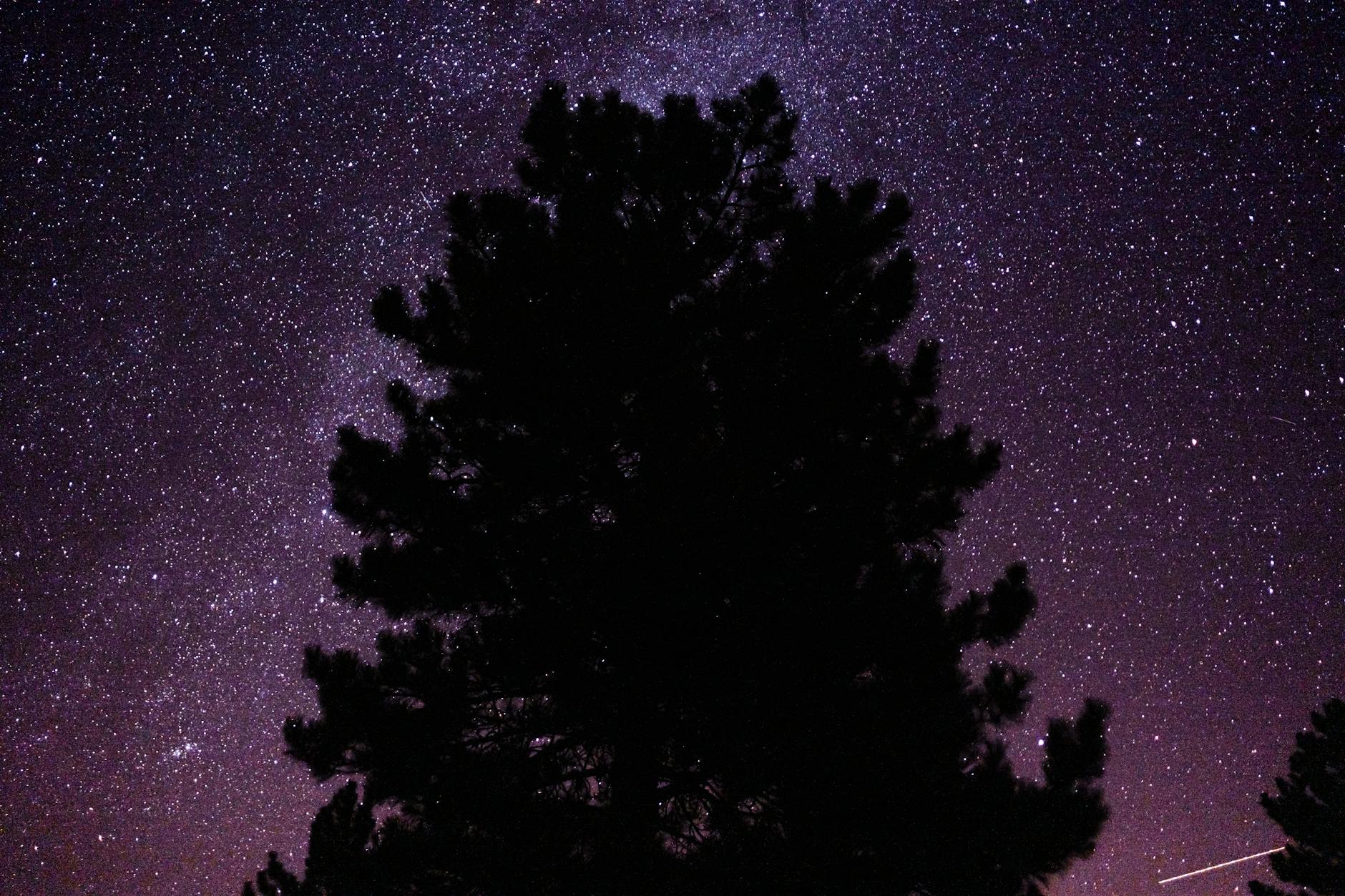 Astrophotography of stars over a Laikipia acacia