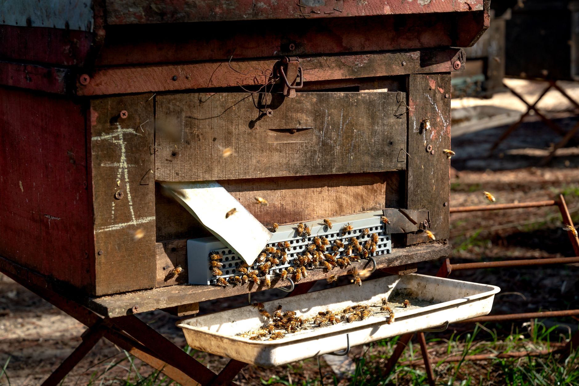 Beehive fences deter crop-raiding elephants in Laikipia