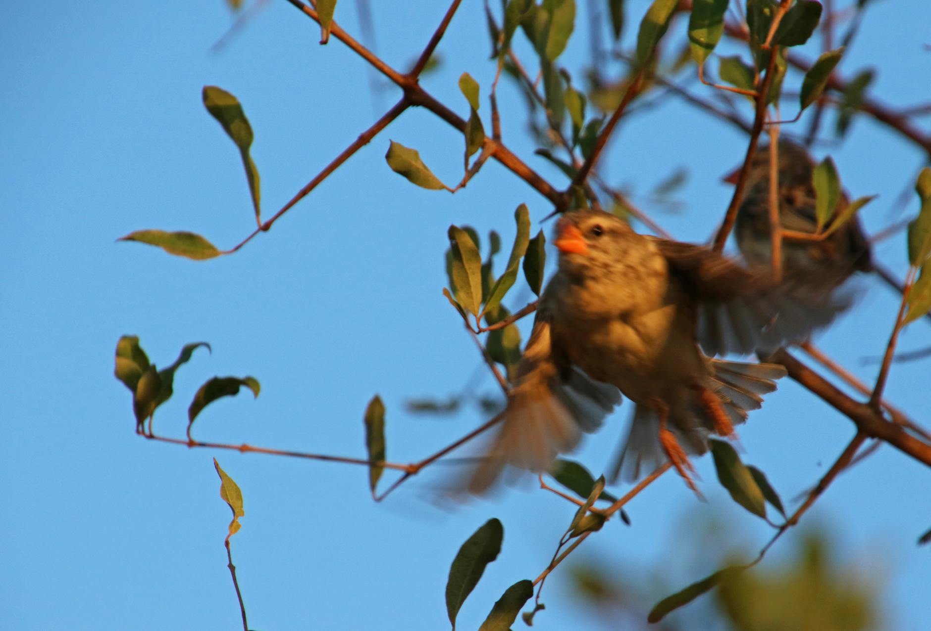 A bird in flight, the ultimate photographic challenge