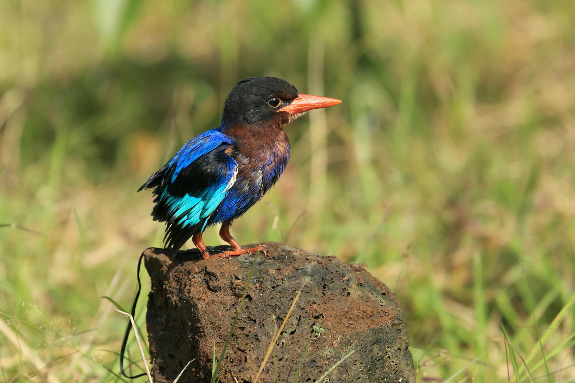 A close-up bird image captured in Laikipia