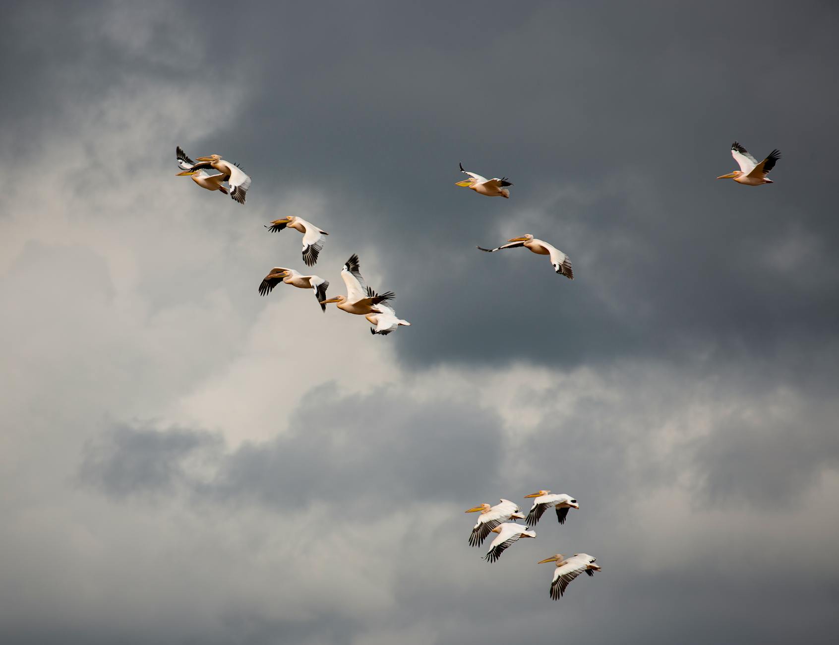 Migratory birds over Laikipia in season
