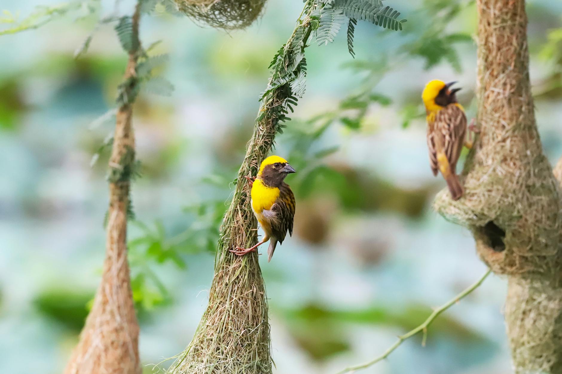 A weaver in breeding plumage building its nest