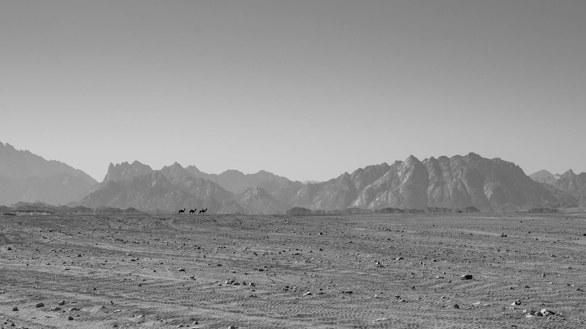 Camels carrying gear on a Laikipia trek