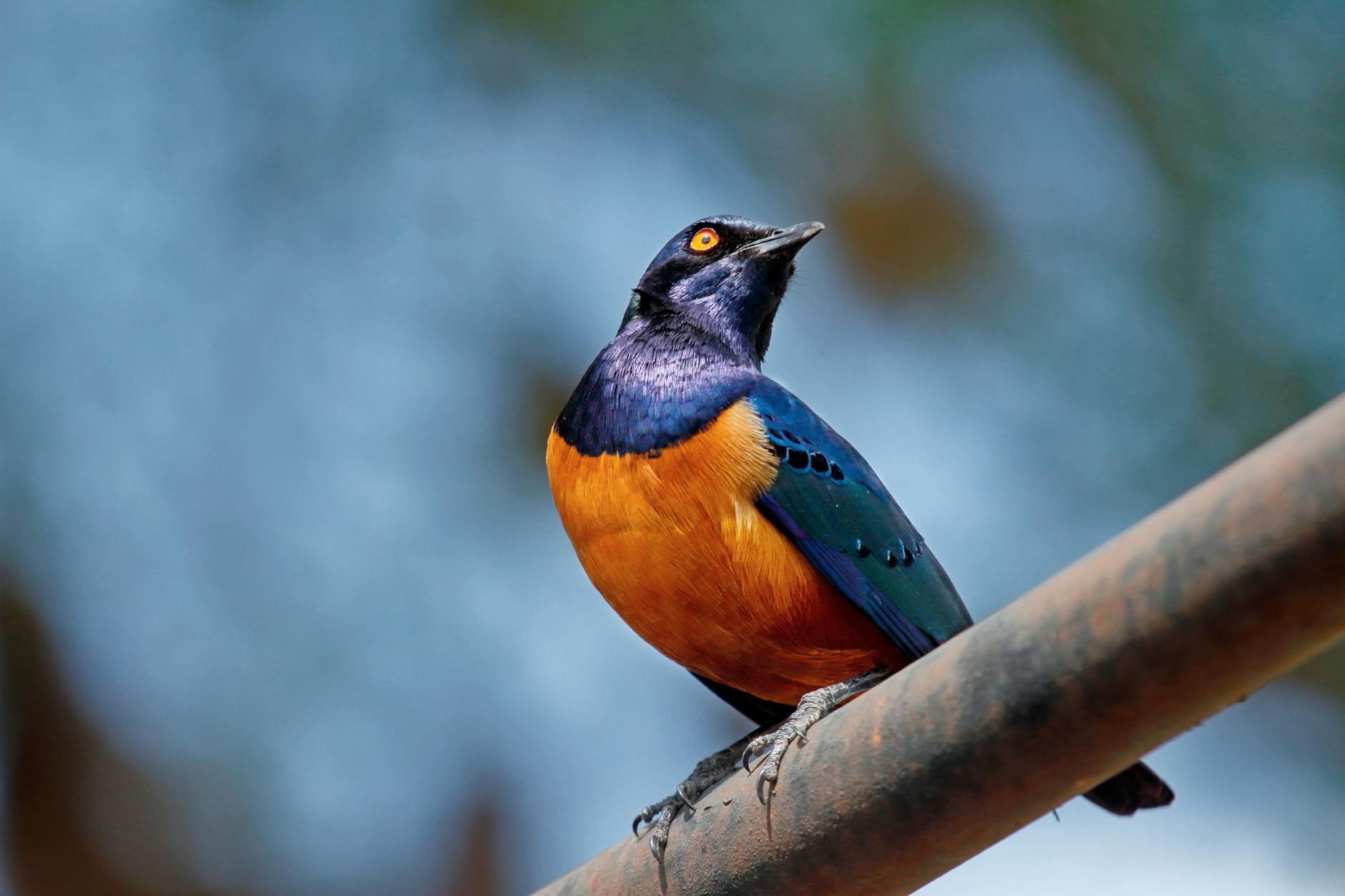 A colourful starling, one of Laikipia's showstoppers