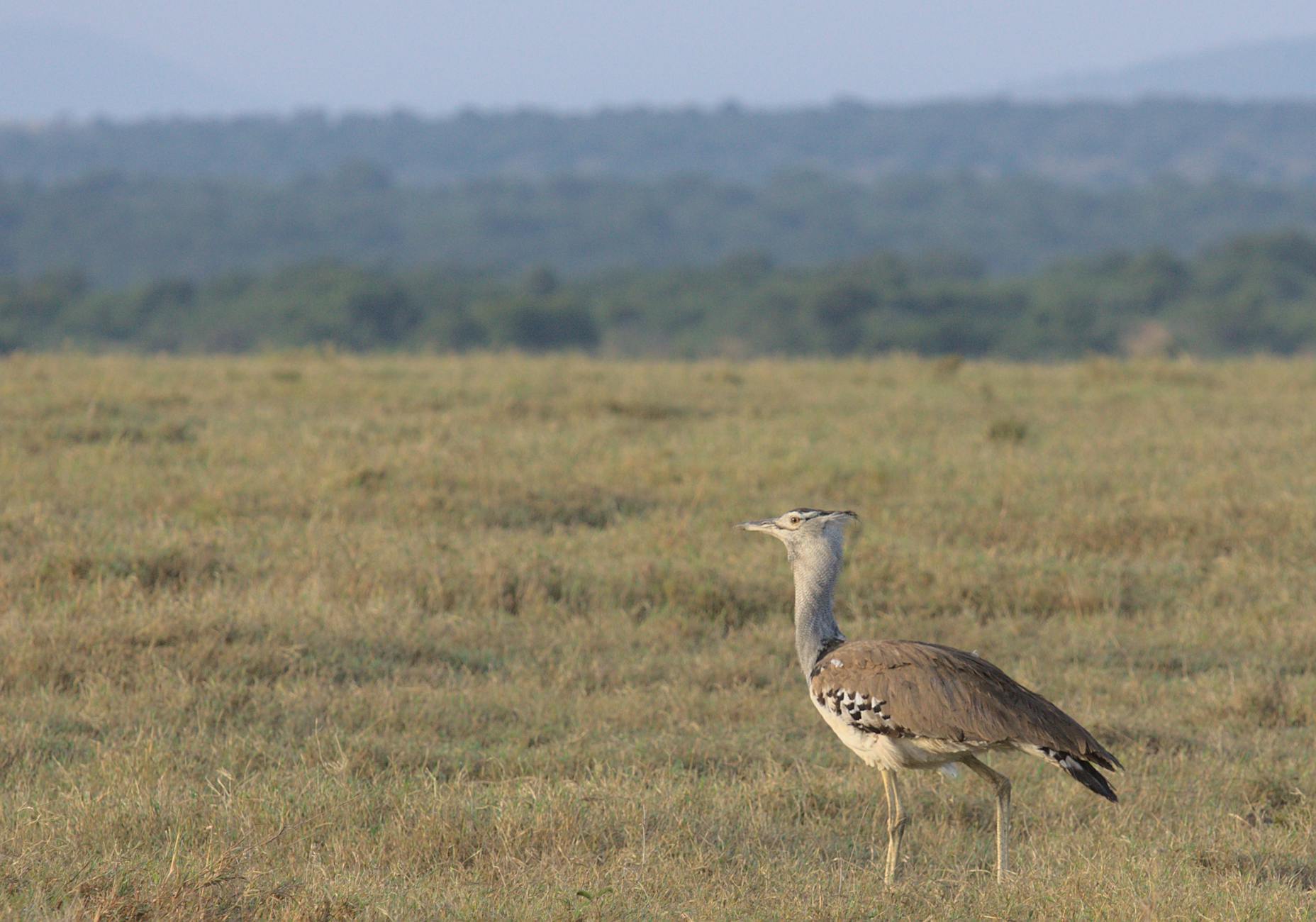 The Laikipia Conservancies Association unites the region's conservancies