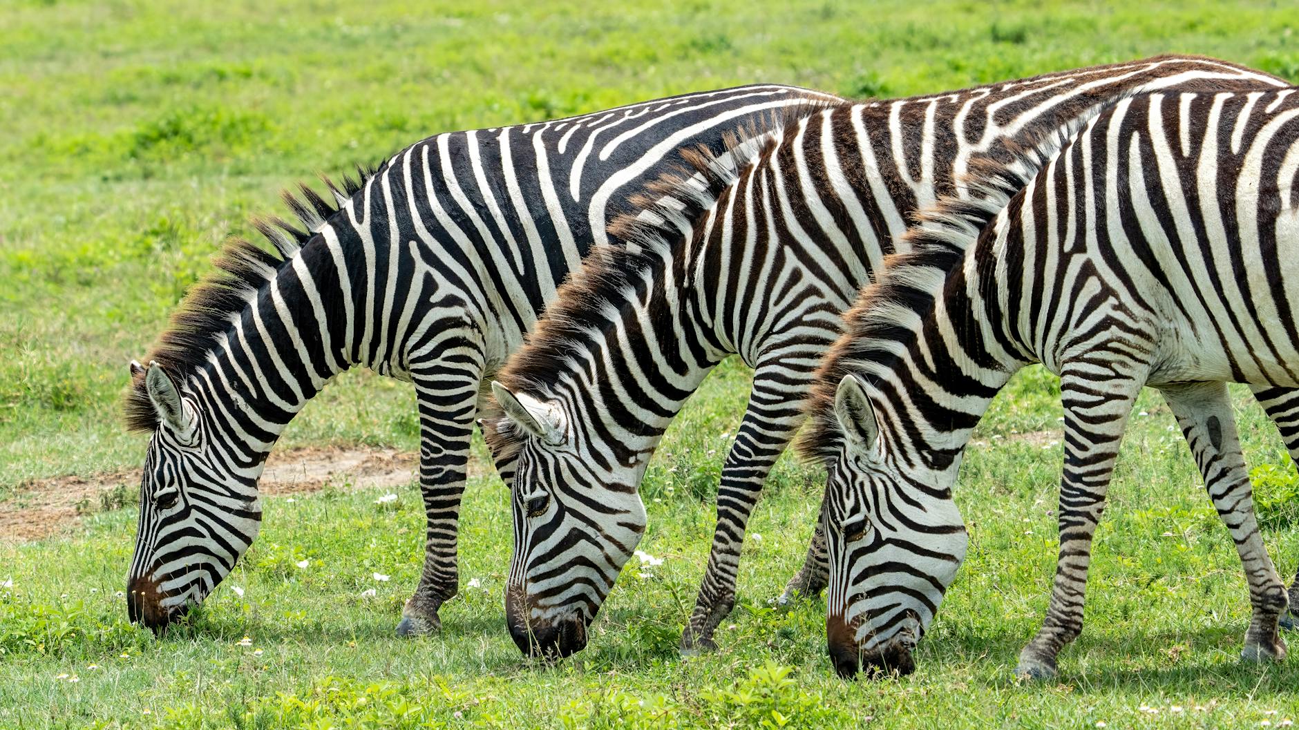 Wildlife protected by Laikipia's united conservancies