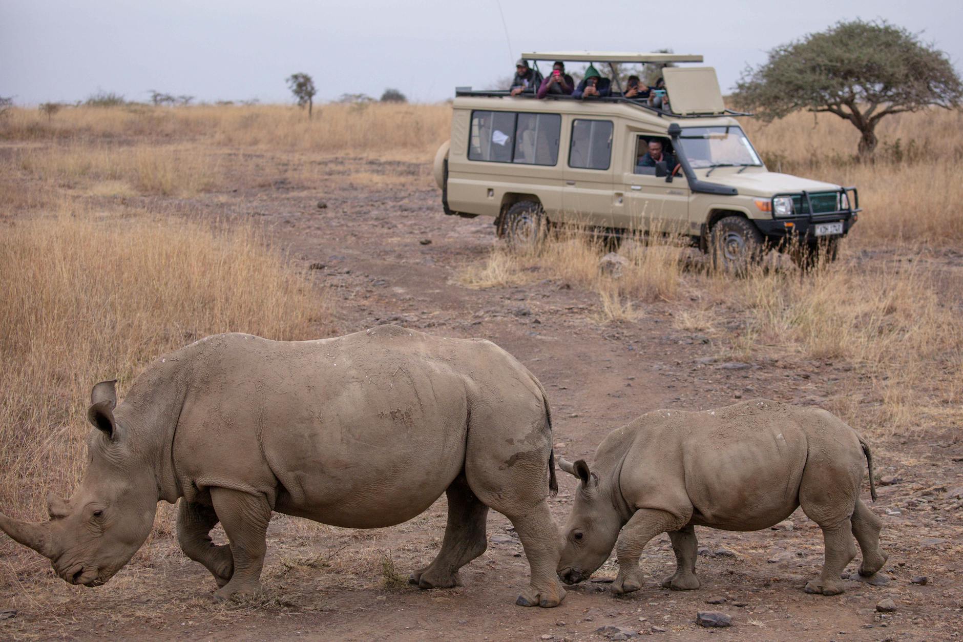 Laikipia Conservancy Fees & Park Entry Costs