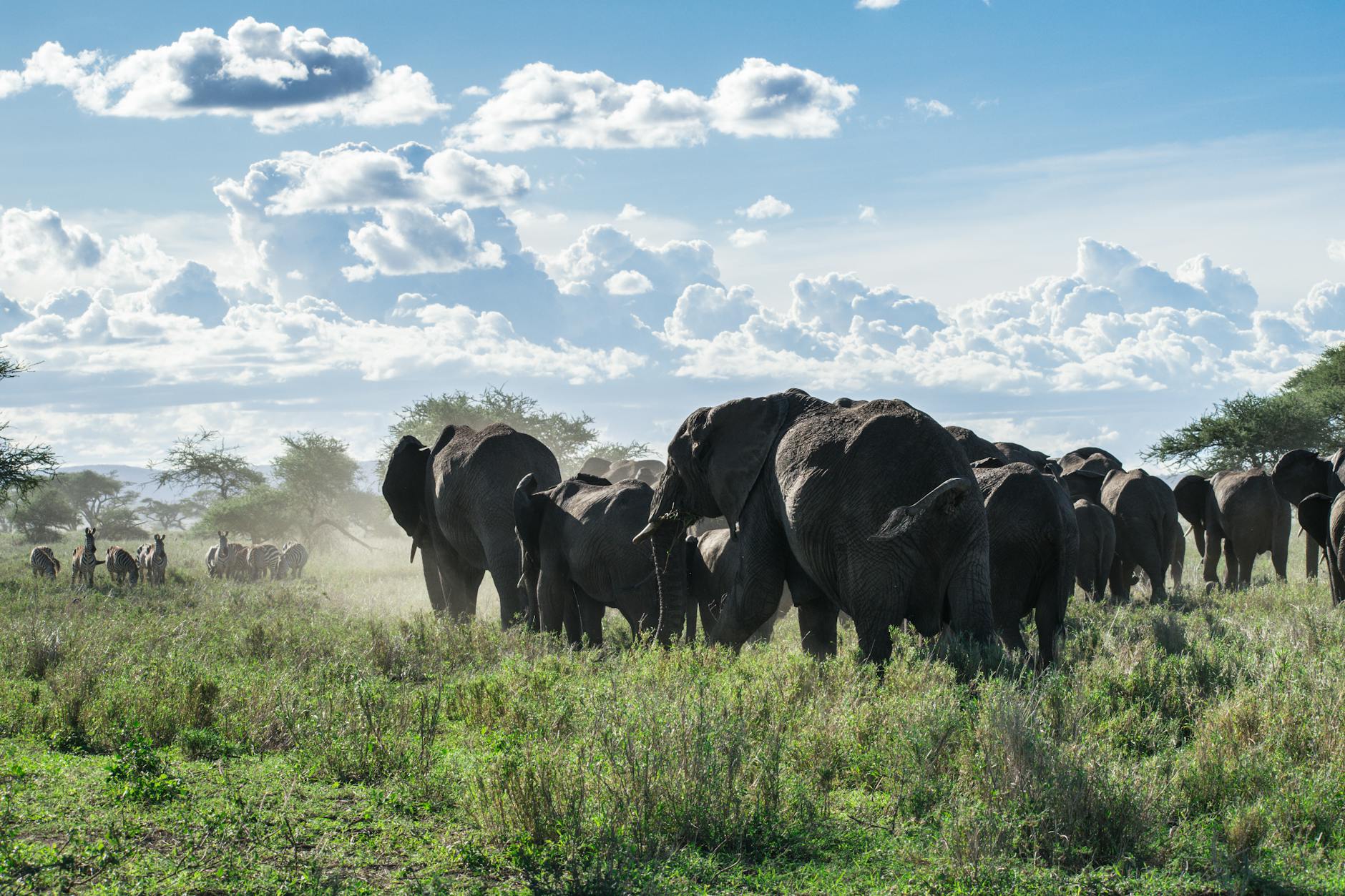 The Laikipia conservation model protects wildlife on private and community land