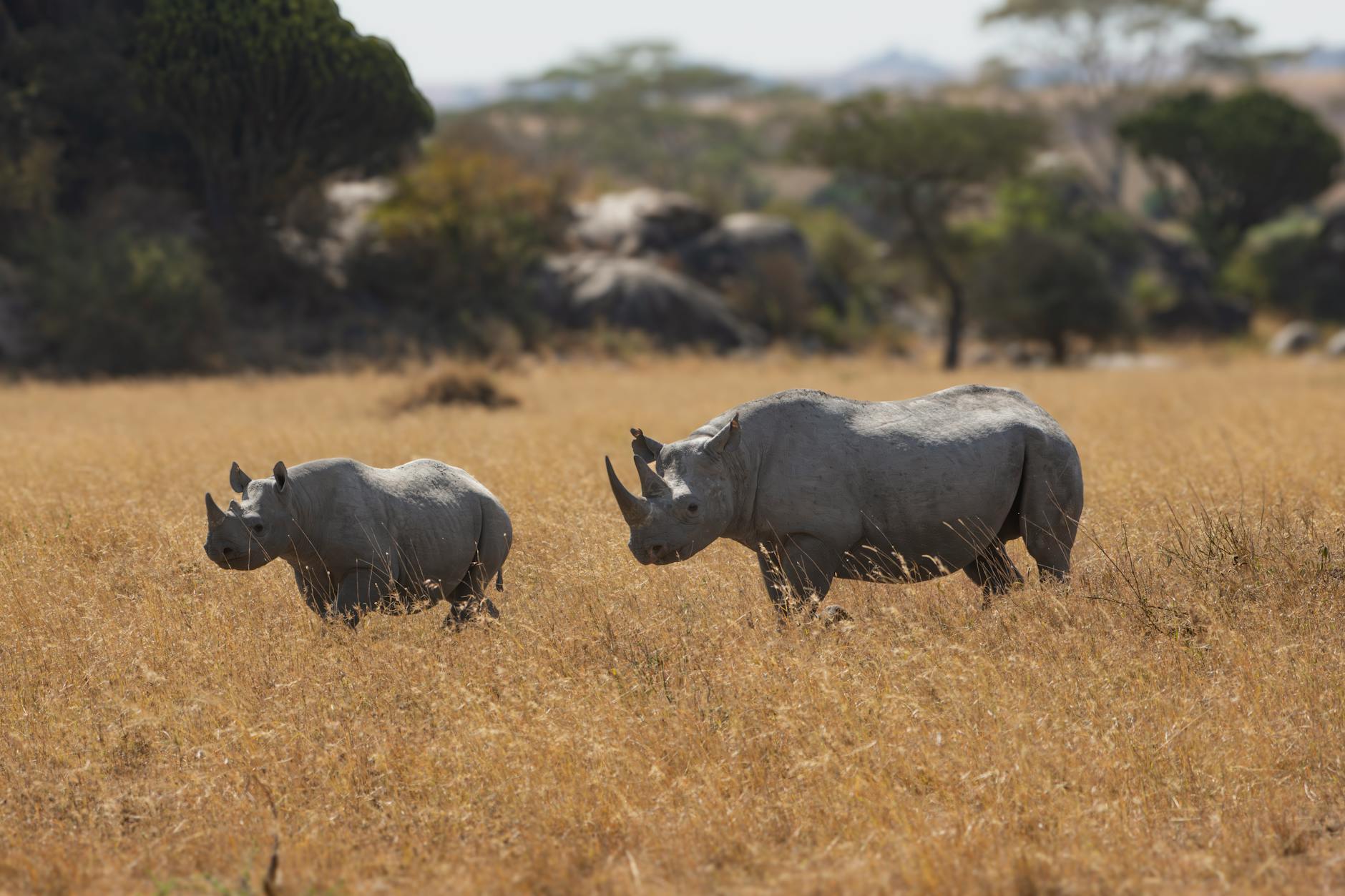 Black rhino protected under the Laikipia conservation model