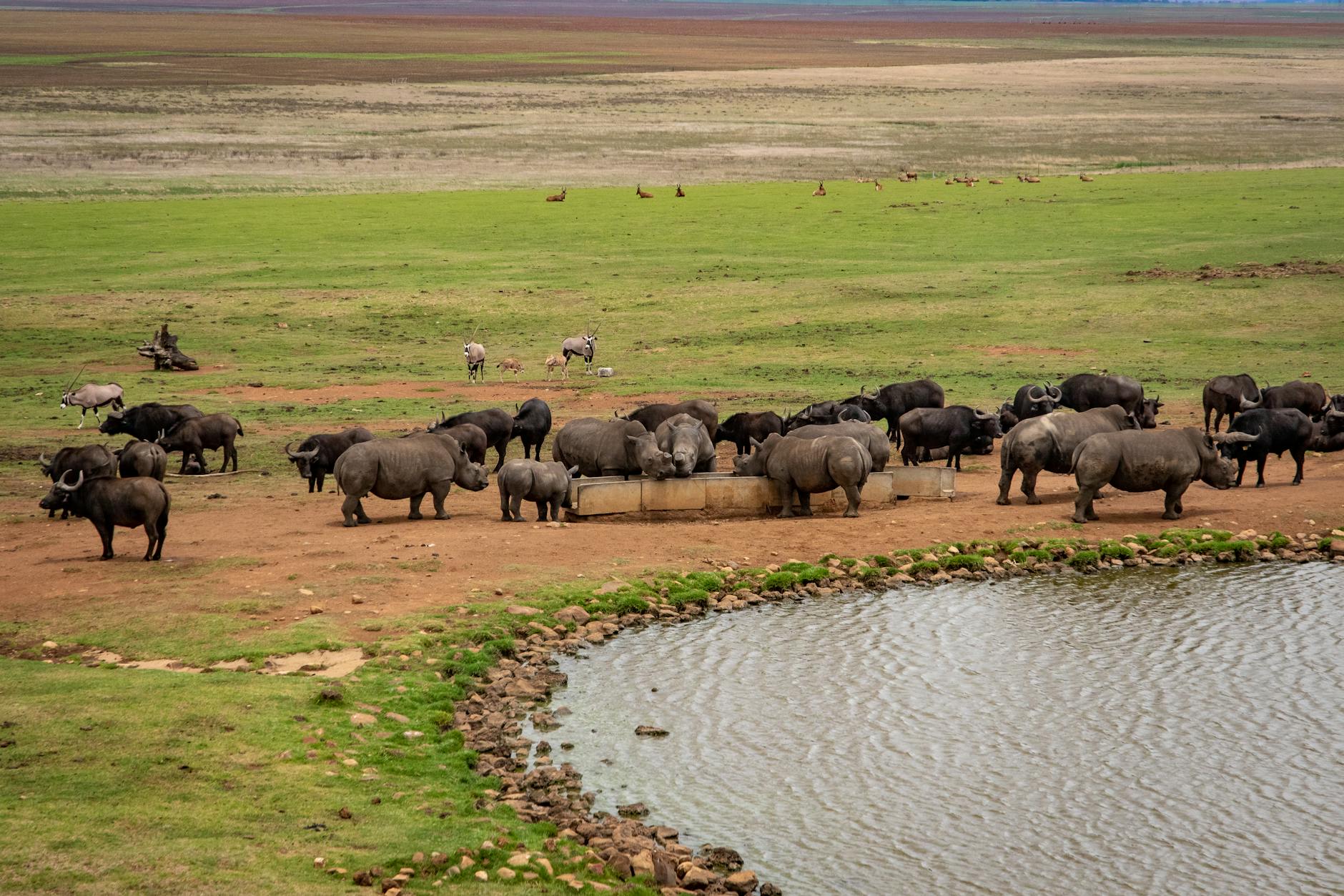 Birds concentrating at water in the dry season