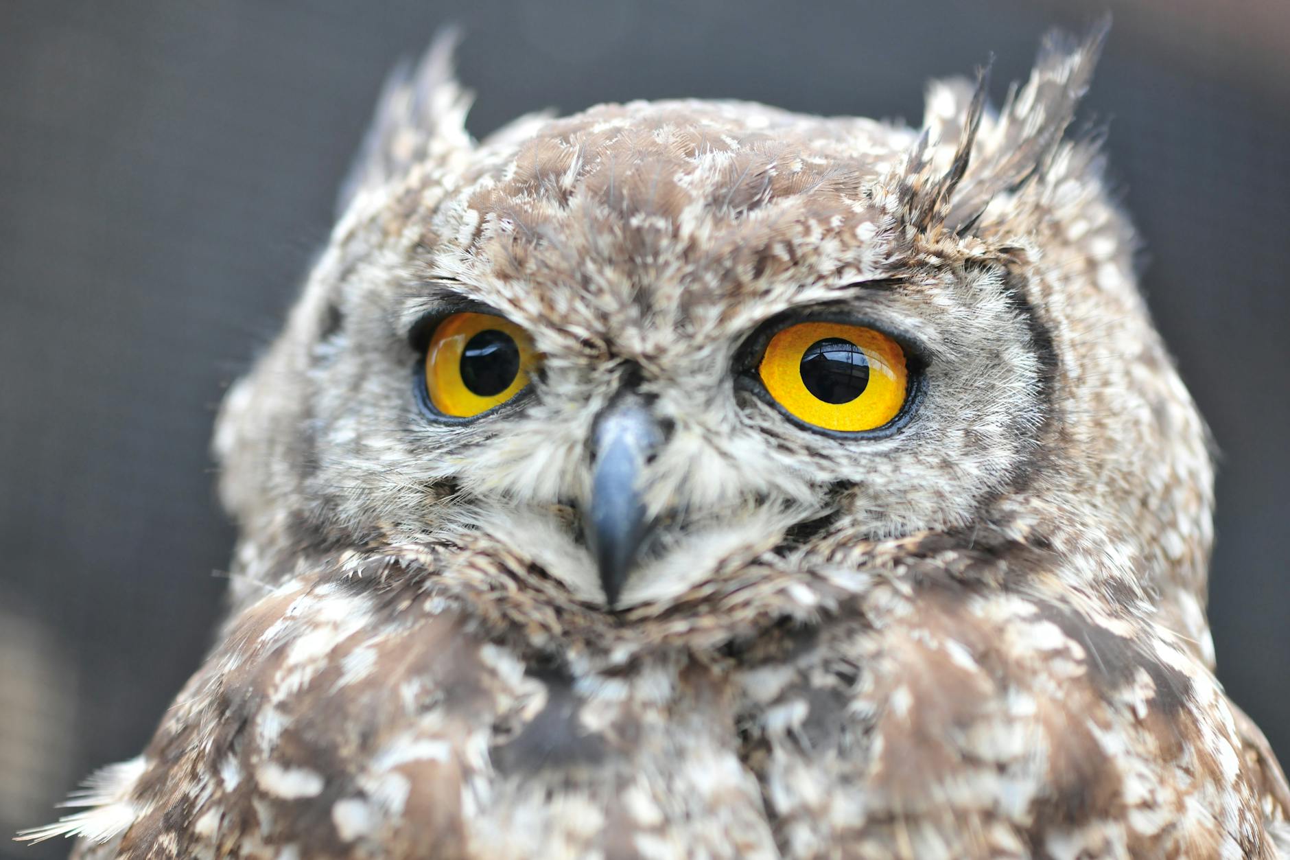 An eagle-owl, one of Laikipia's night hunters