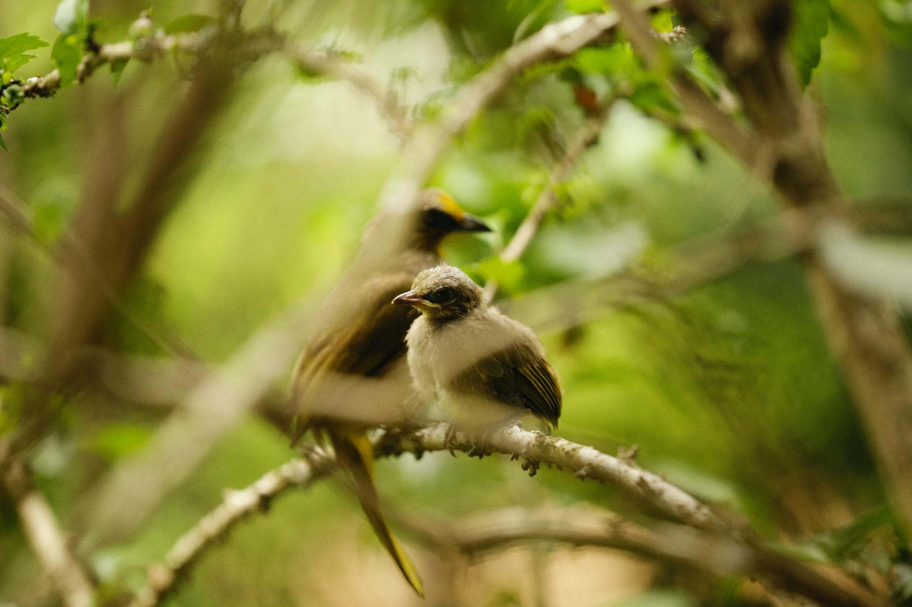 Forest birding in the Mount Kenya foothills