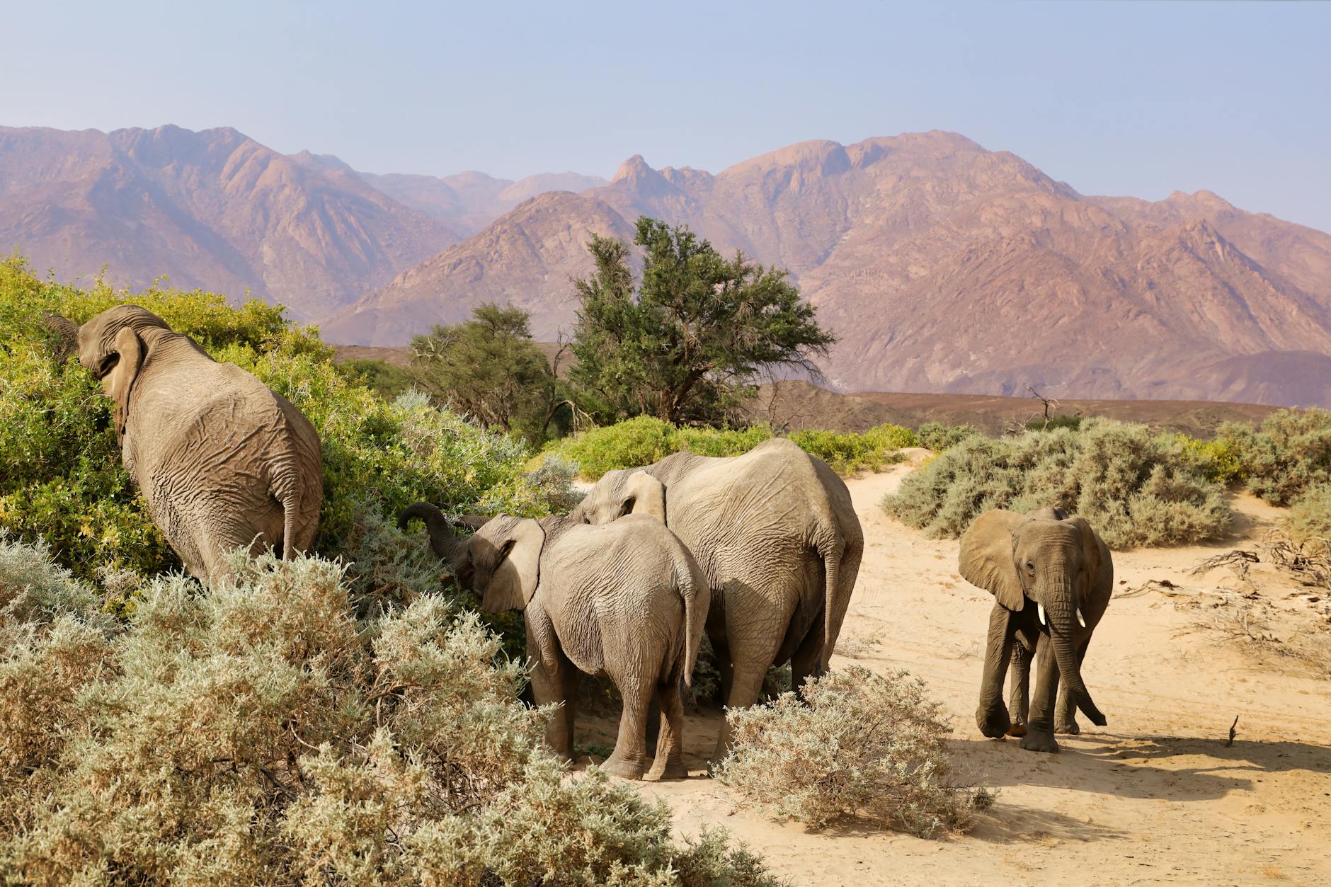 Landscape connectivity across Laikipia's conservancies