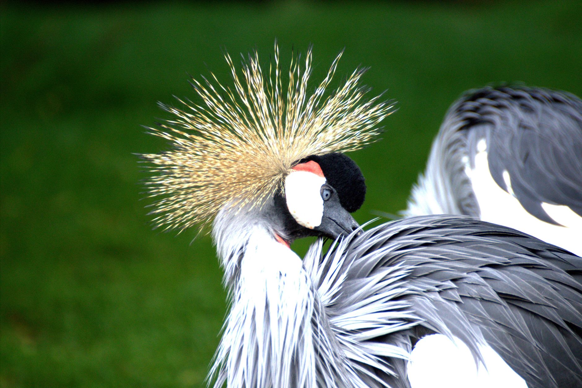 A grey crowned crane on the Laikipia plains