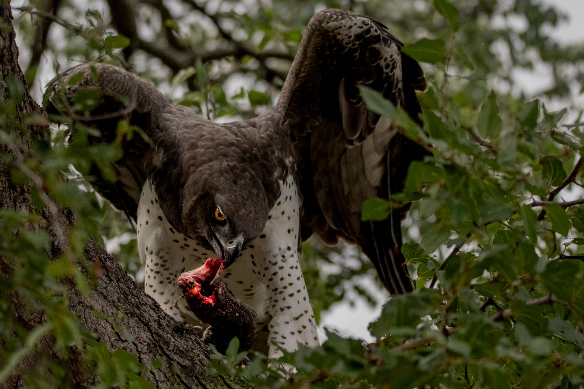 A large eagle hunting over the Laikipia plains
