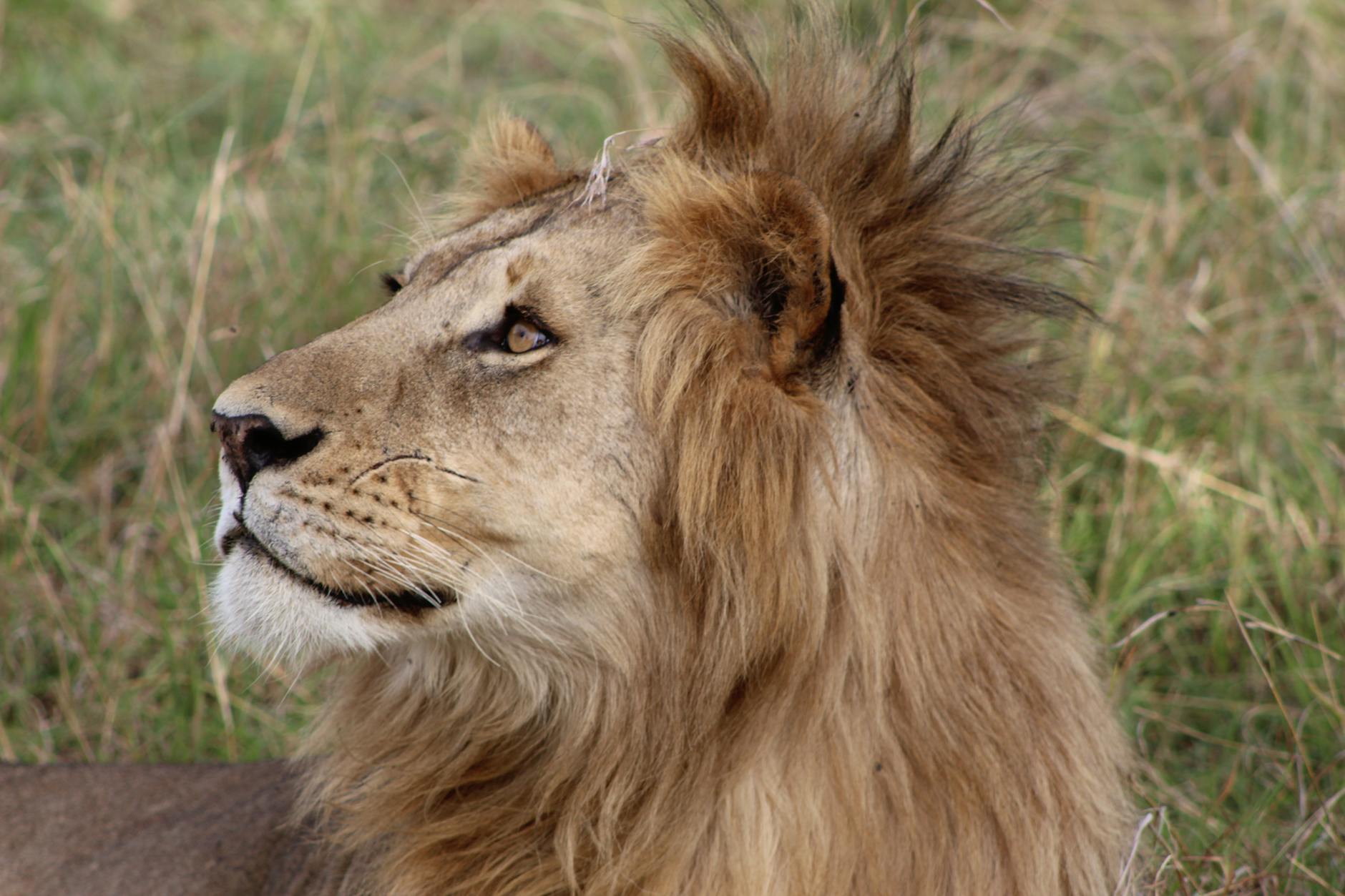 Predators and livestock conflict managed with predator-proof bomas