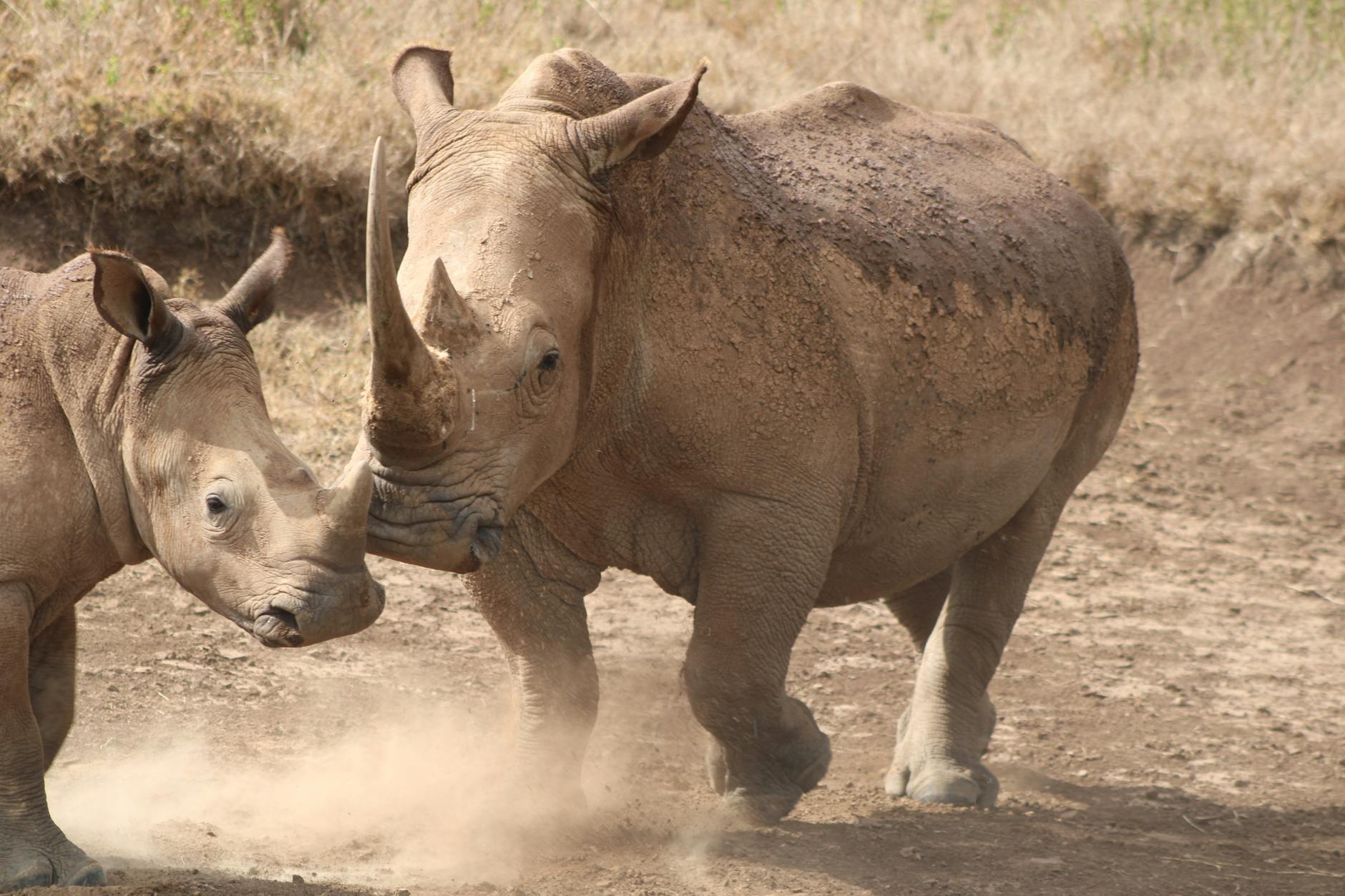 Rhino protected by Laikipia's anti-poaching teams