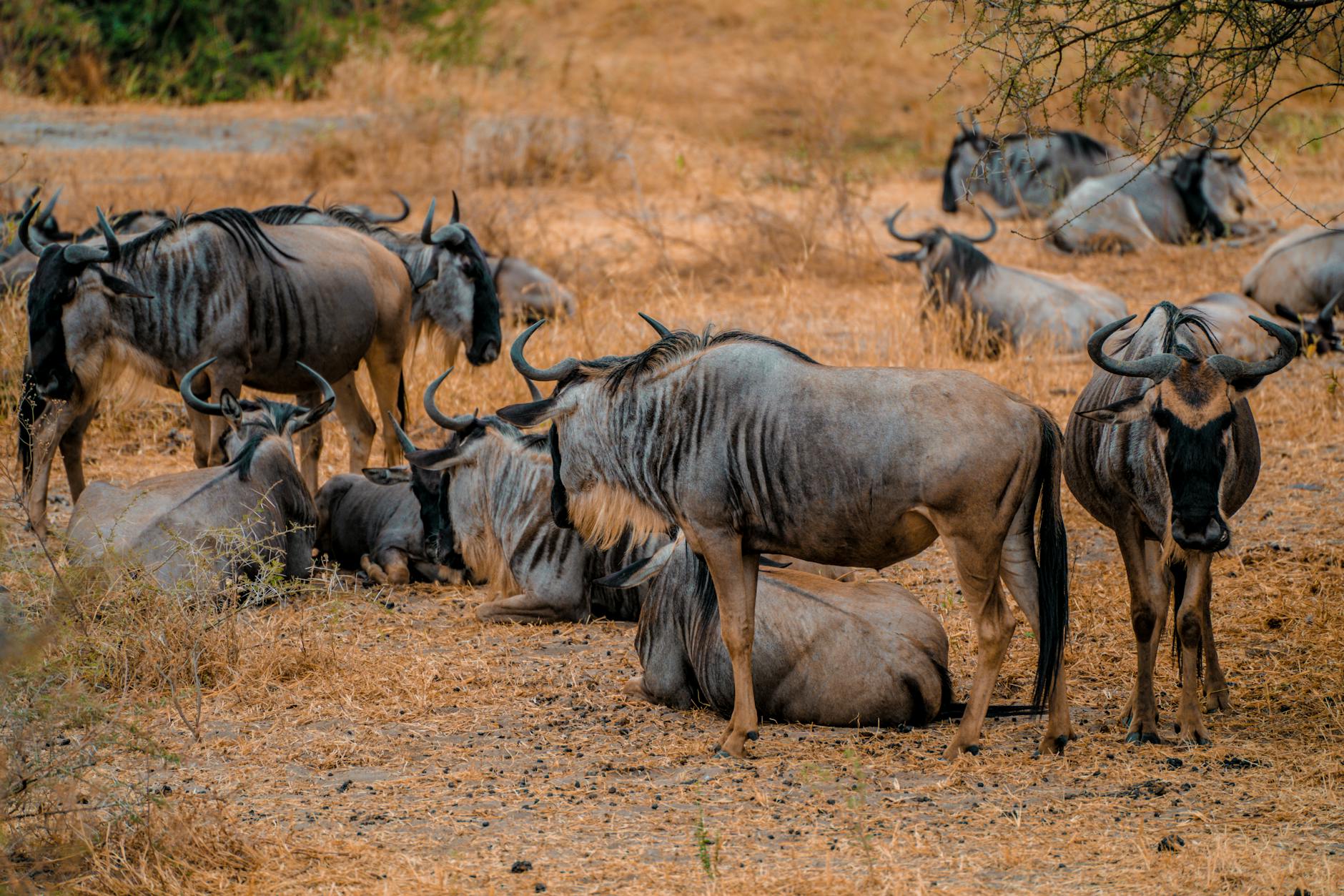 Laikipia safari pricing through the seasons