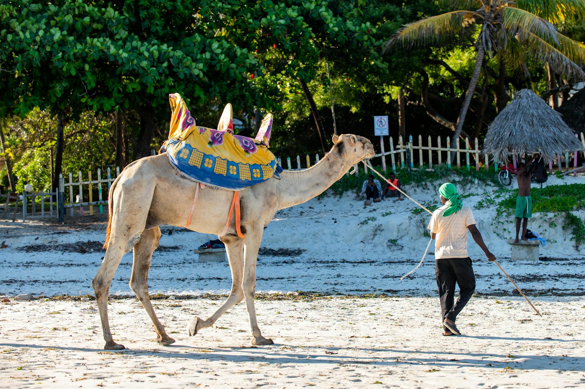 Samburu-guided camel trek in Laikipia