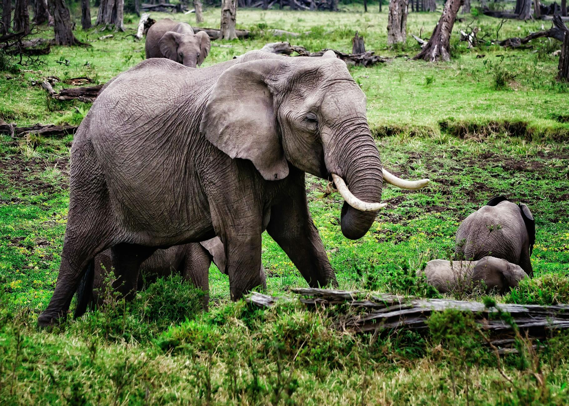 Wildlife protected by safari-funded conservation