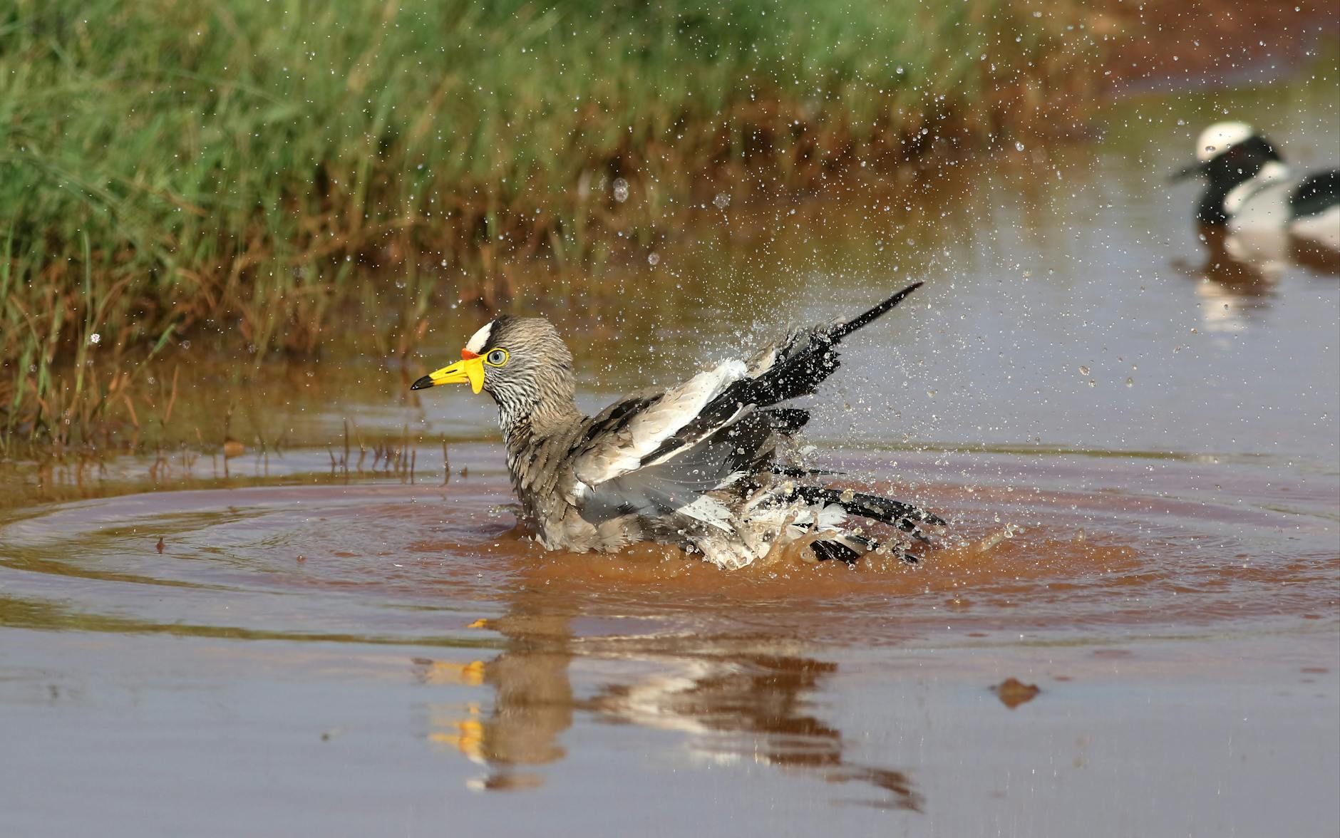Waterbirds at a Laikipia wetland
