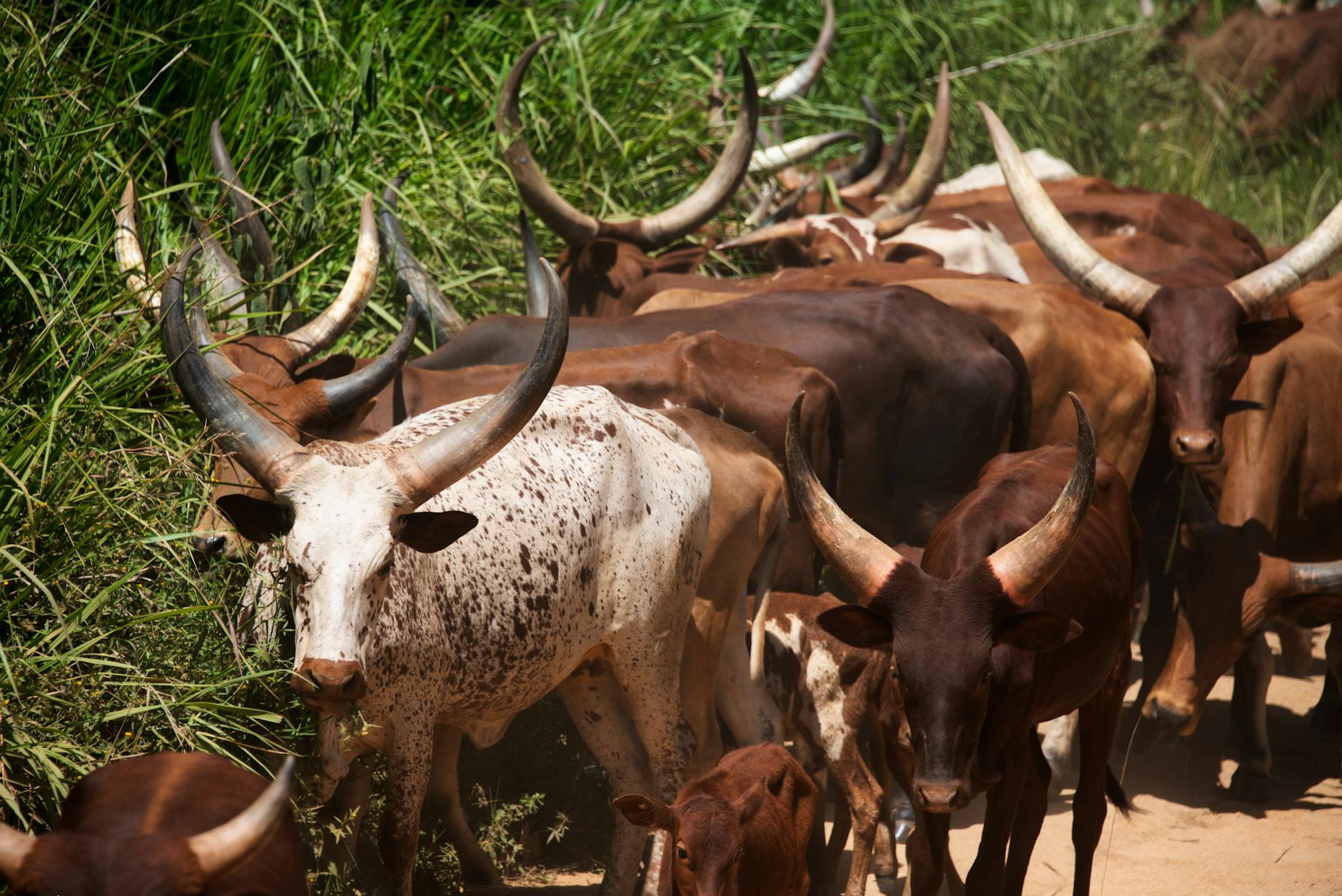Wildlife and livestock coexist in the Laikipia conservation model