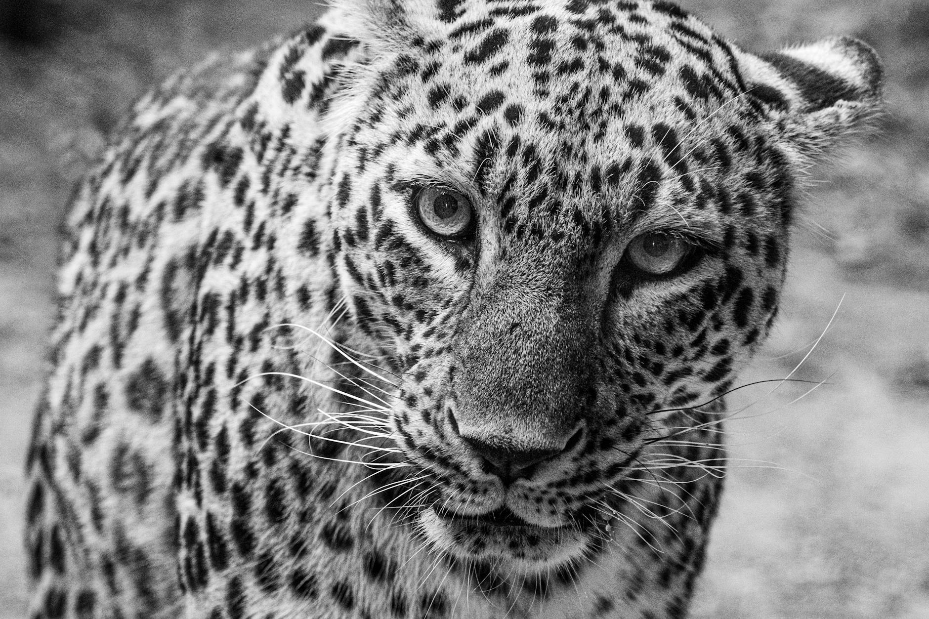 A leopard's rosettes, visible beneath a melanistic coat