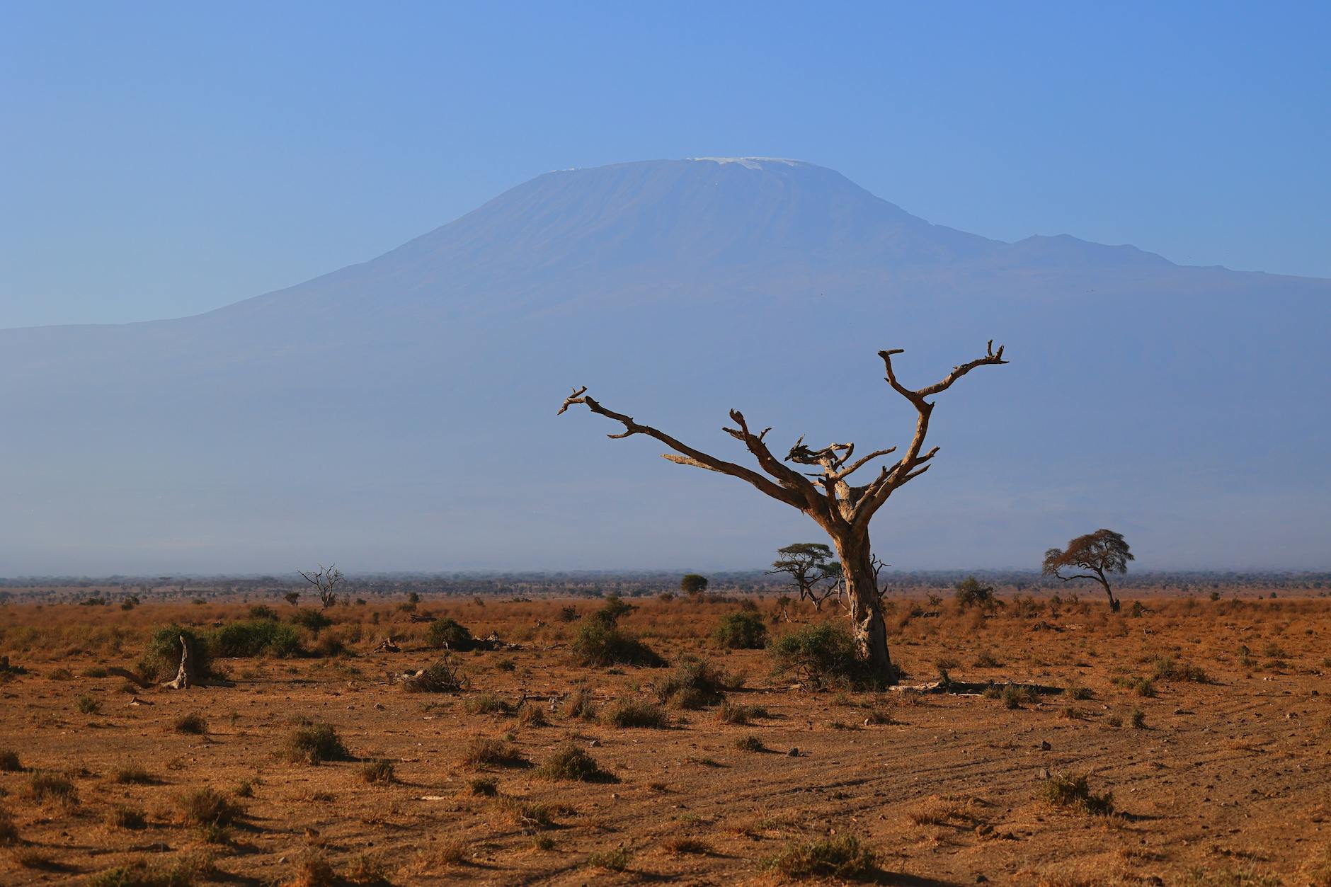 Wildlife with Mount Kenya as a photographic backdrop