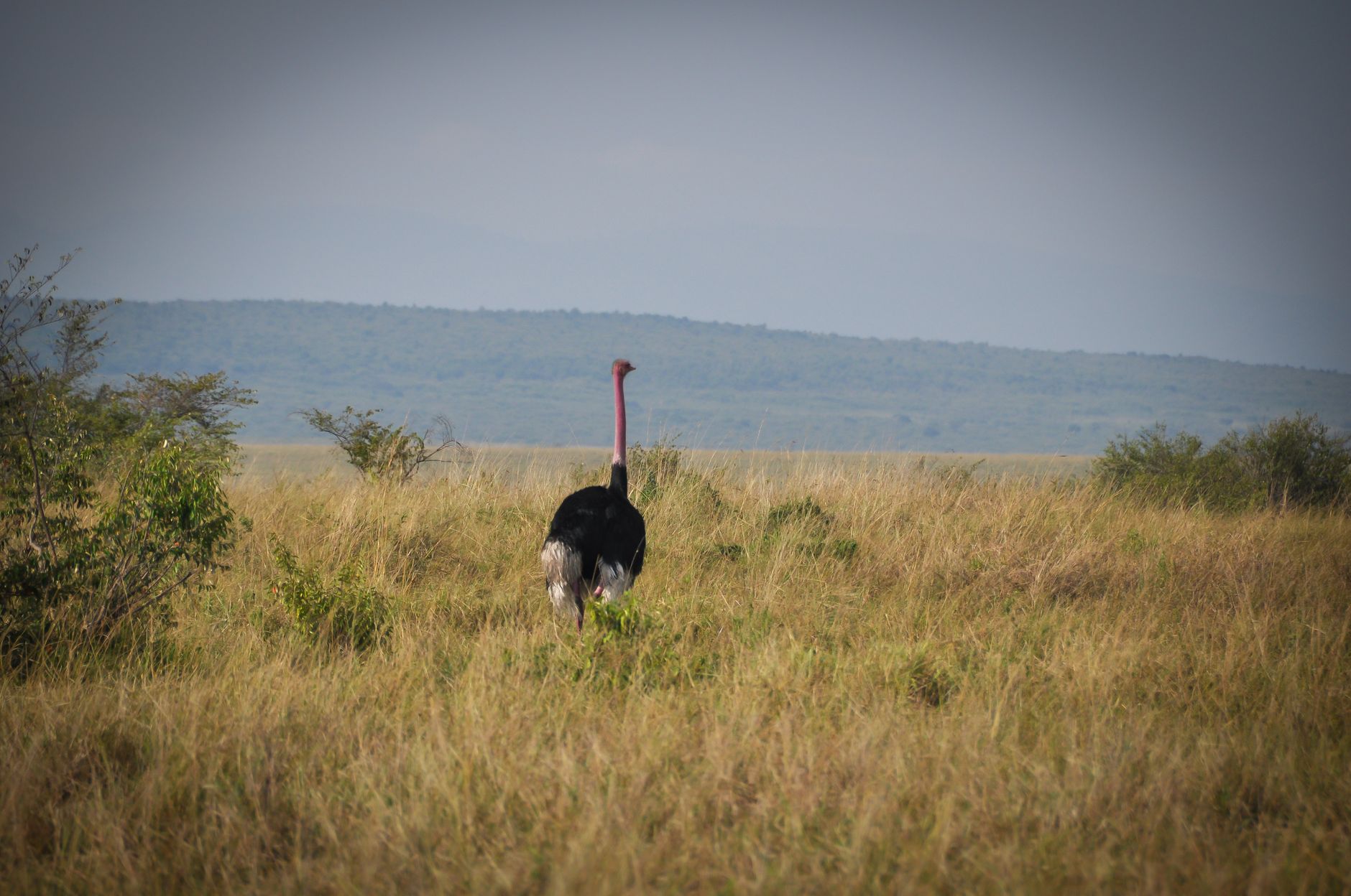 Day trips from Nanyuki into Laikipia's wild landscapes