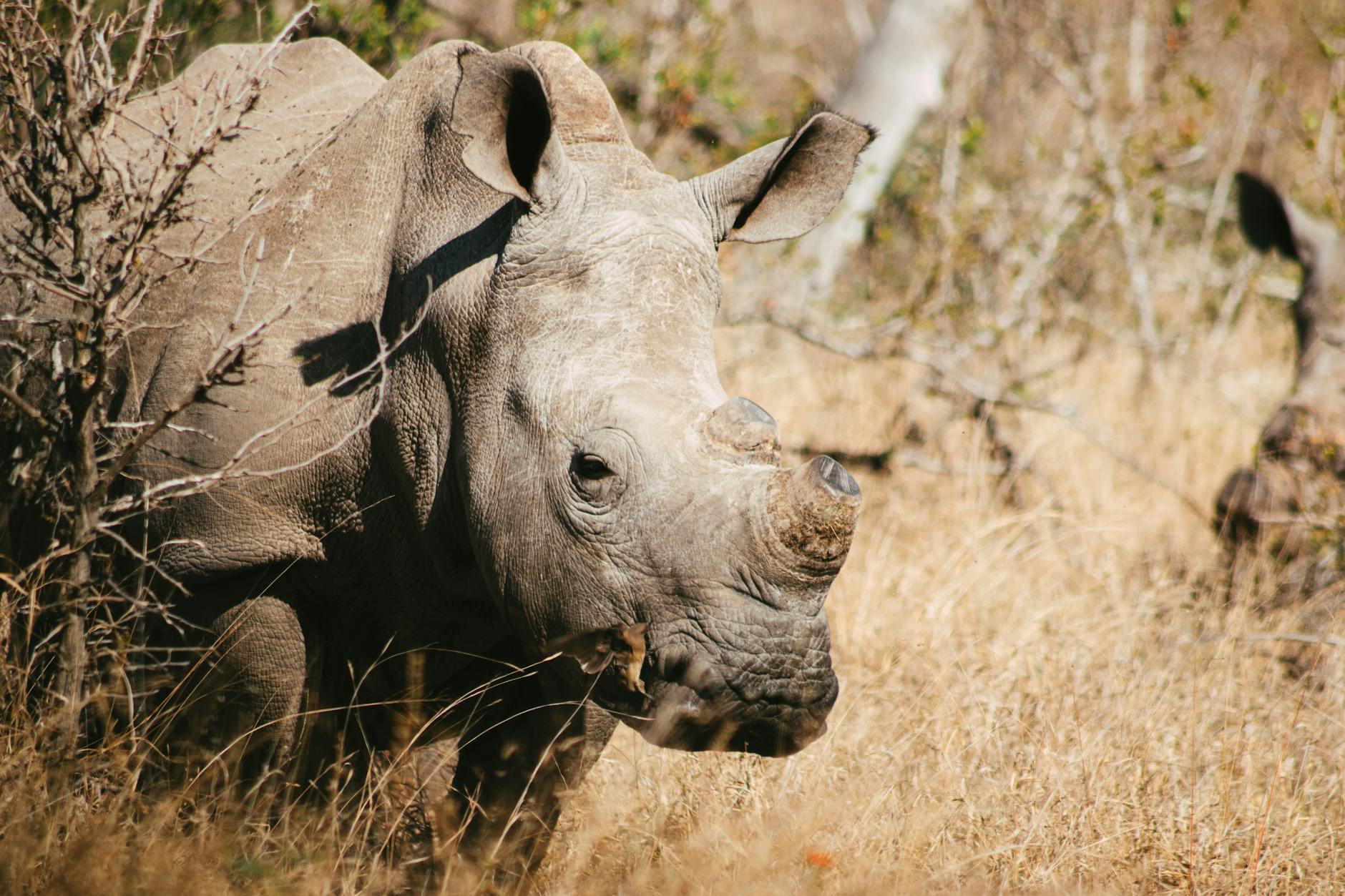 Rhino at Ol Pejeta, a day trip from Nanyuki