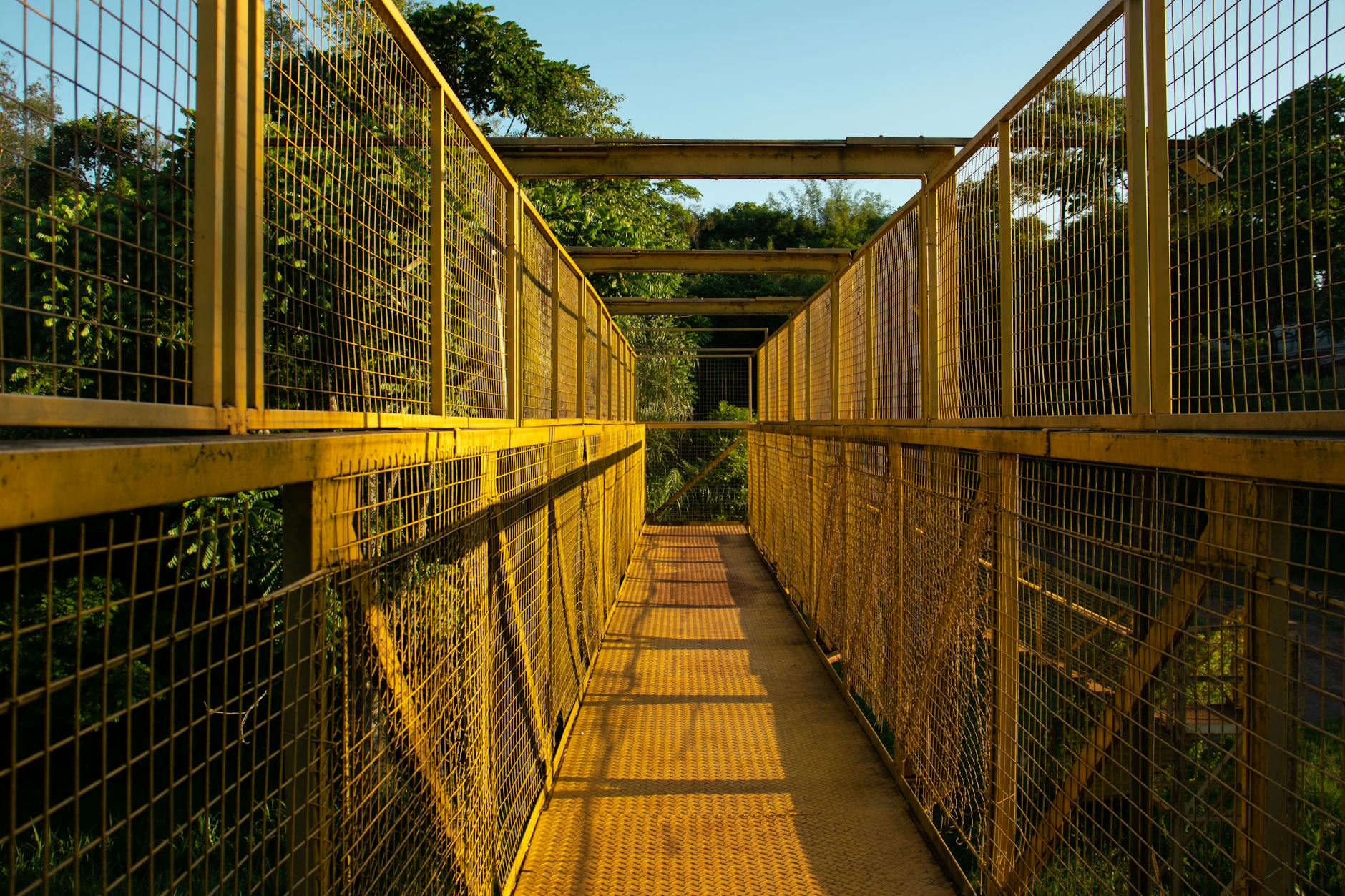 Forest canopy walkway in the Mount Kenya foothills