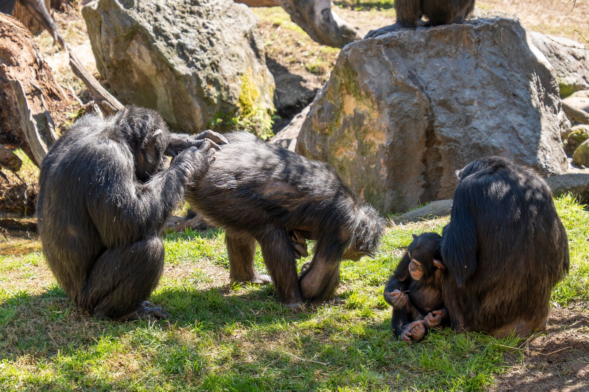 Ol Pejeta Chimpanzee Sanctuary: Visiting Kenya’s Only Chimp Refuge