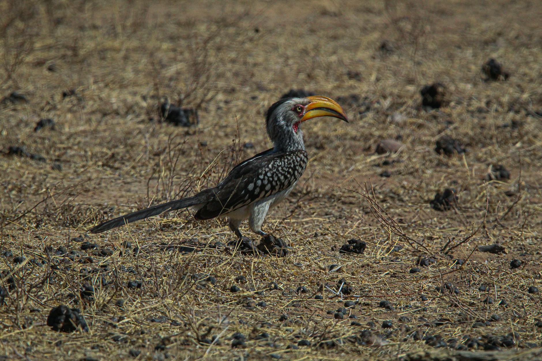 Laikipia Birdwatching Guide: Kenya’s Highland Birding Paradise