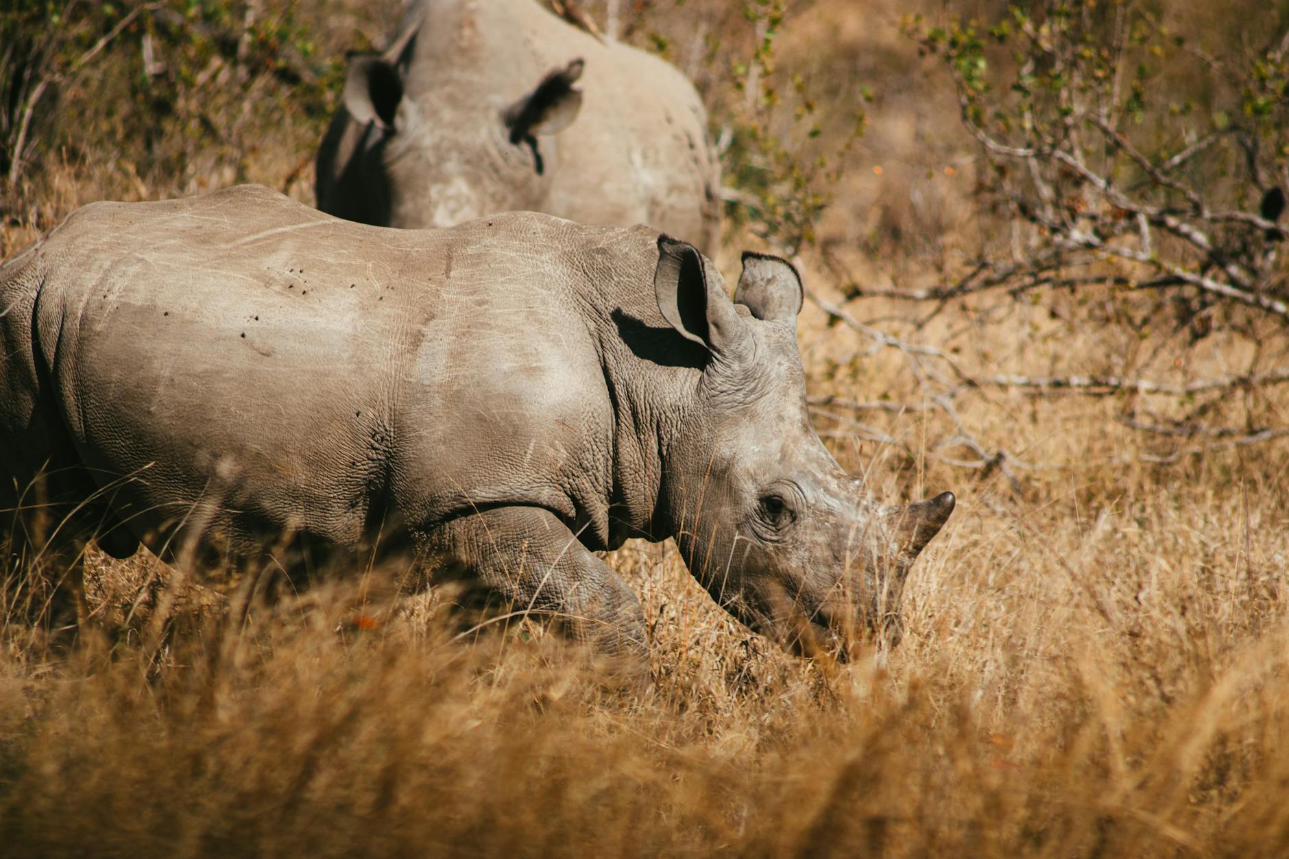 Laikipia Conservation & Community Tourism: How Tourism Protects Wildlife