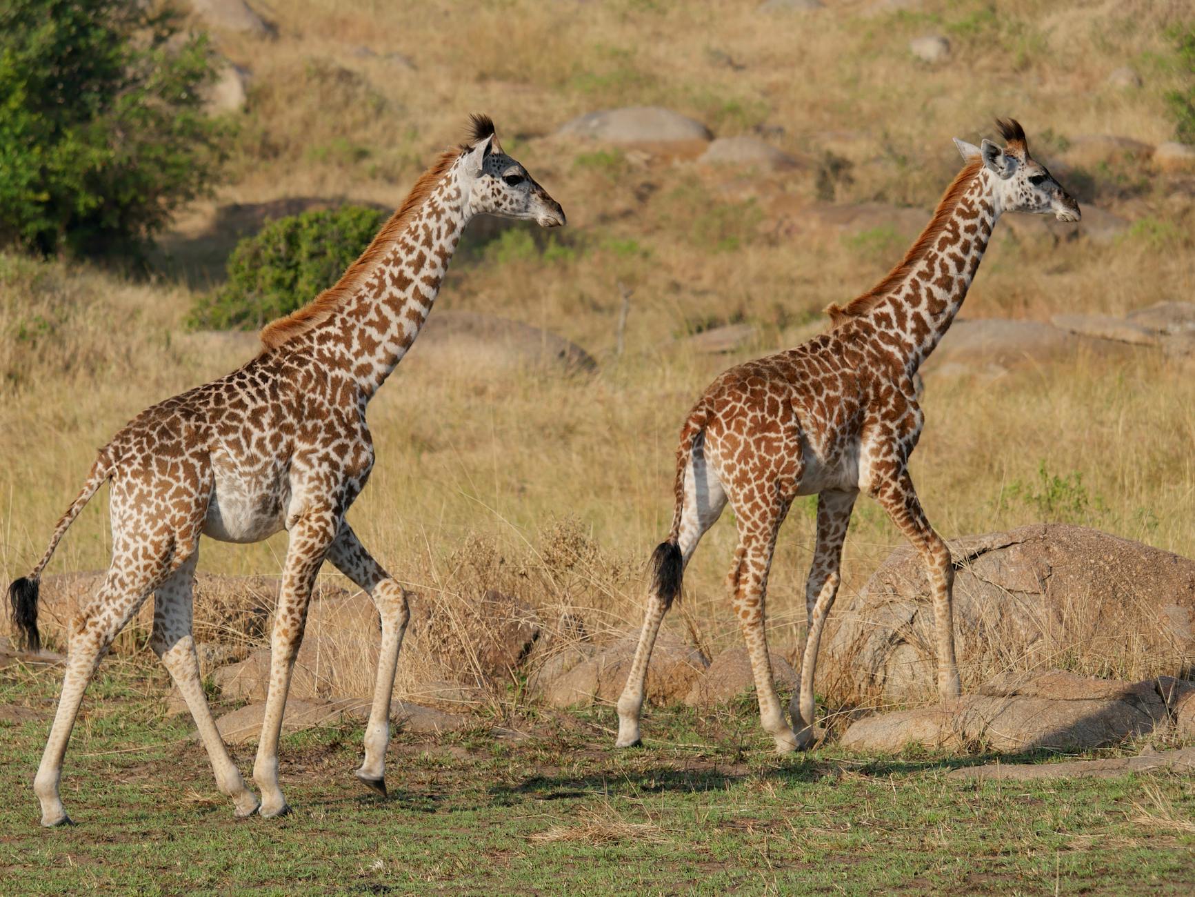 Laikipia Family Safari Guide: The Perfect Kenya Safari for Kids