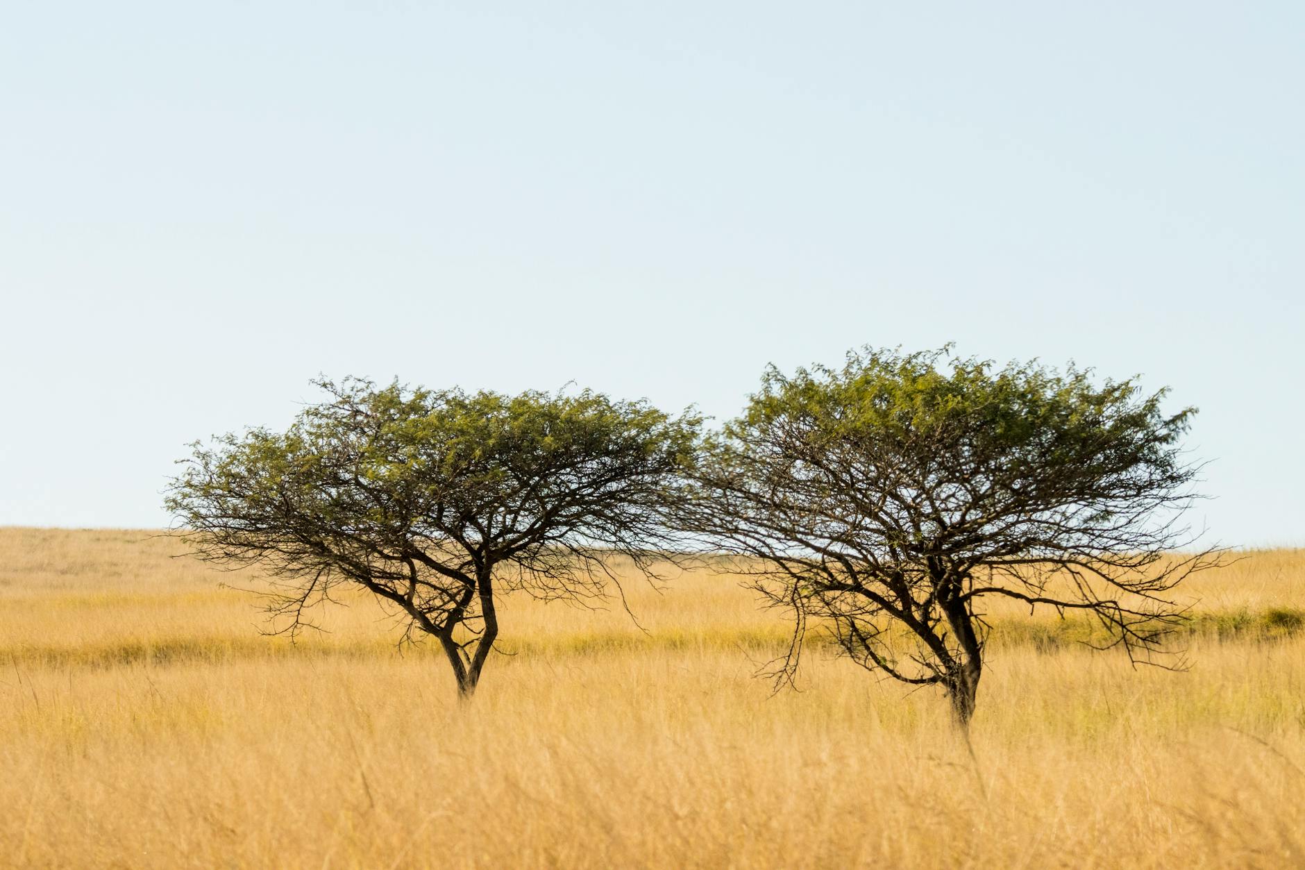 Peak dry-season Laikipia, the most expensive time