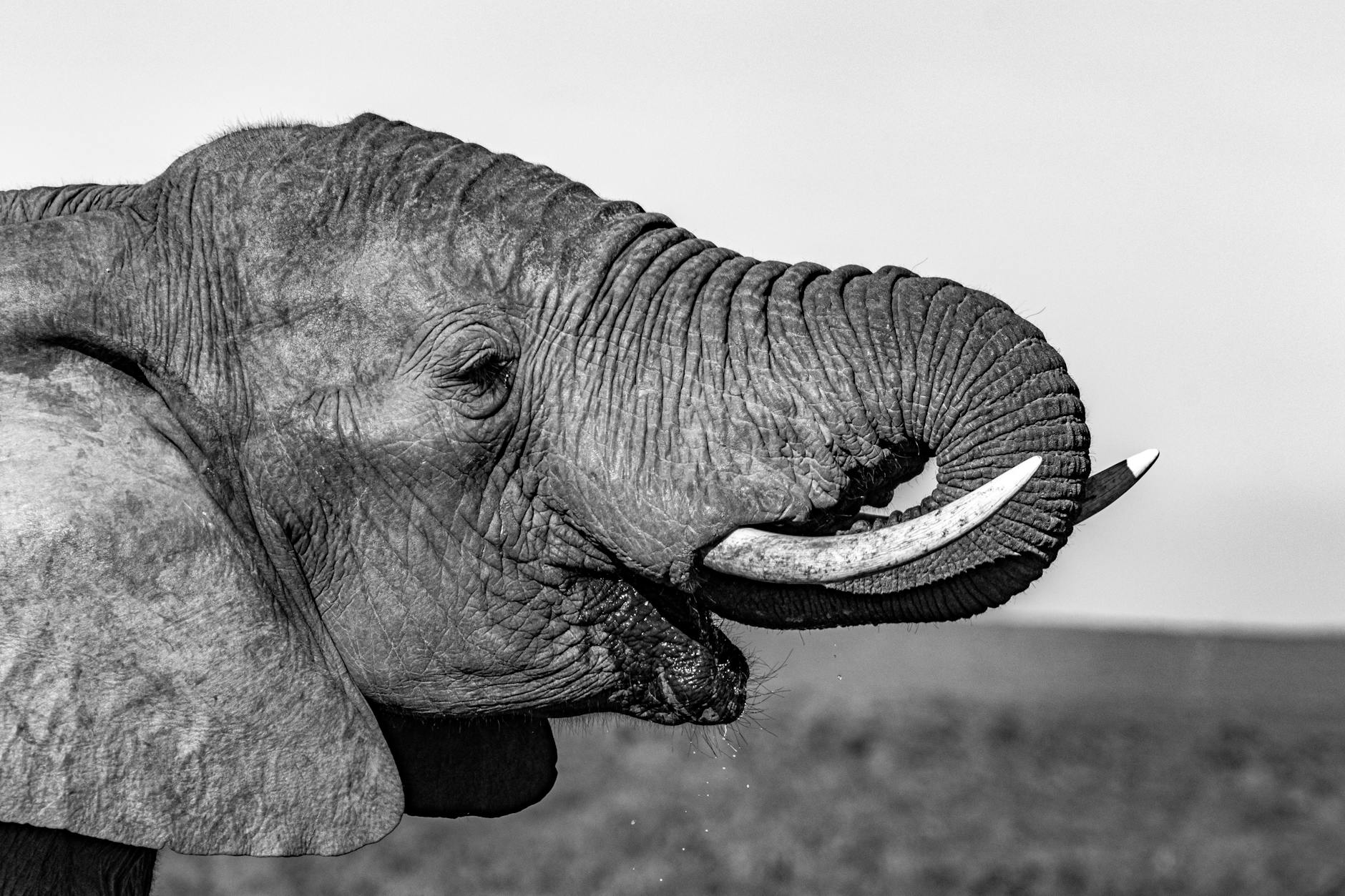 Photographing an elephant in Laikipia Kenya