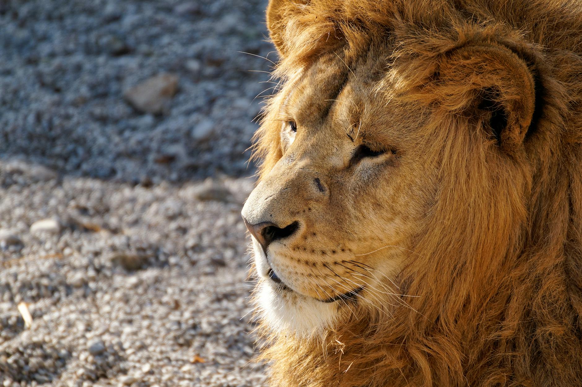 Photographing lions in the golden light