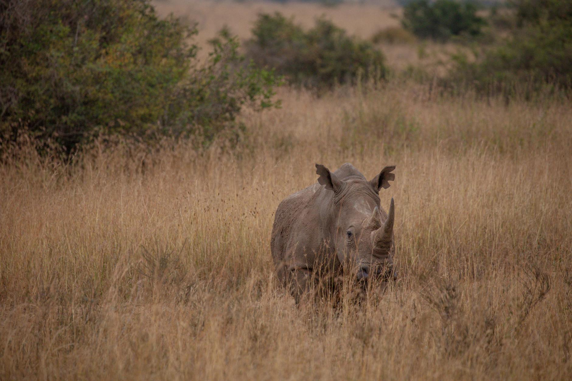 Photographing rhino in Laikipia, a global stronghold