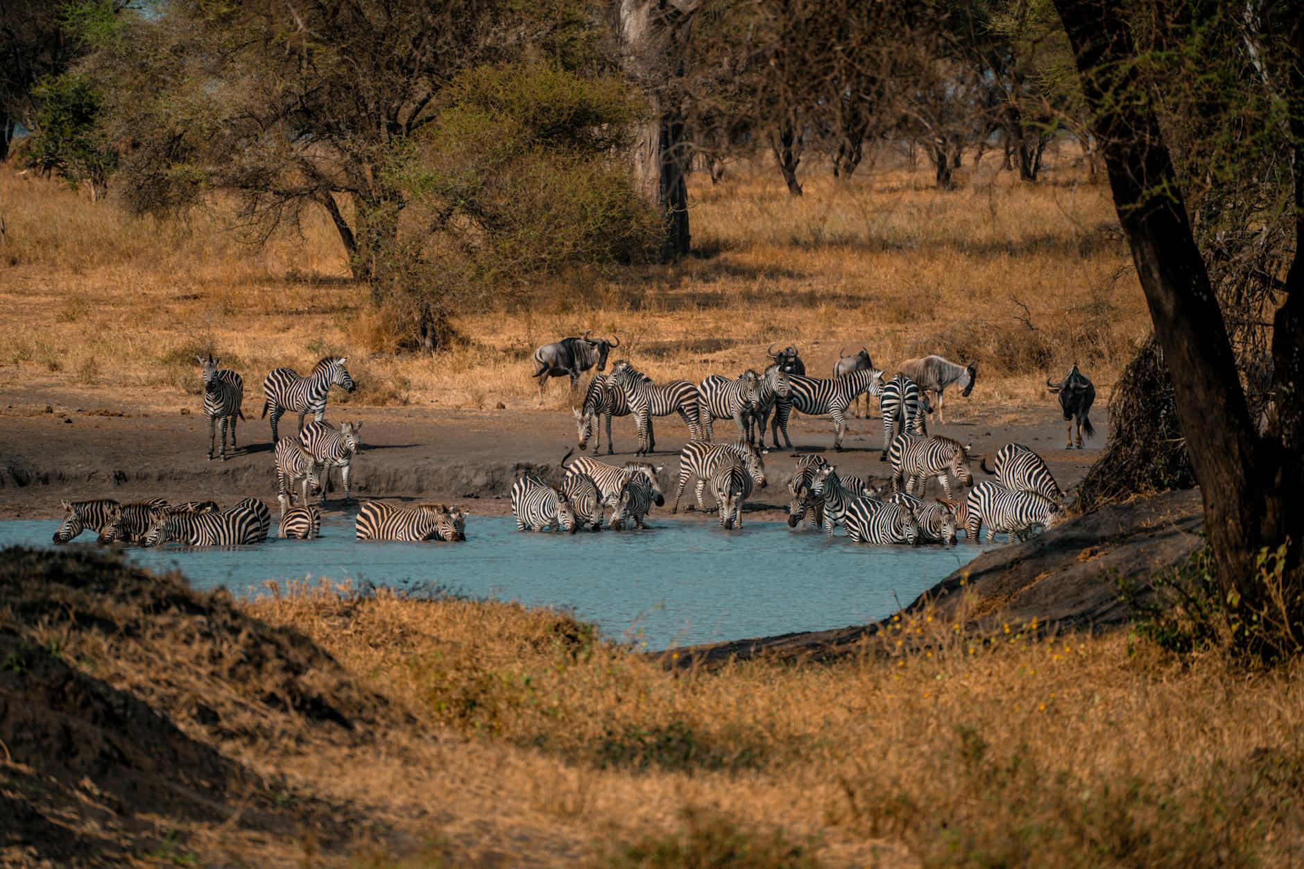 A waterhole photography hide in Laikipia Kenya