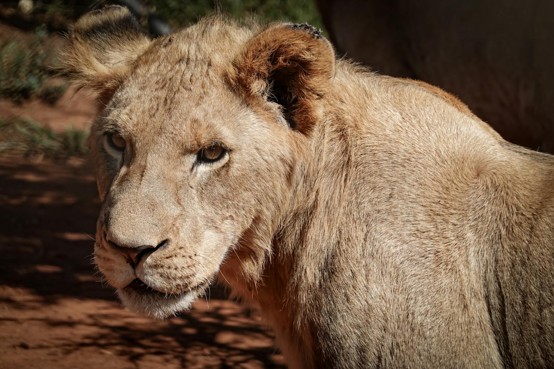 Capturing sharp wildlife images on safari